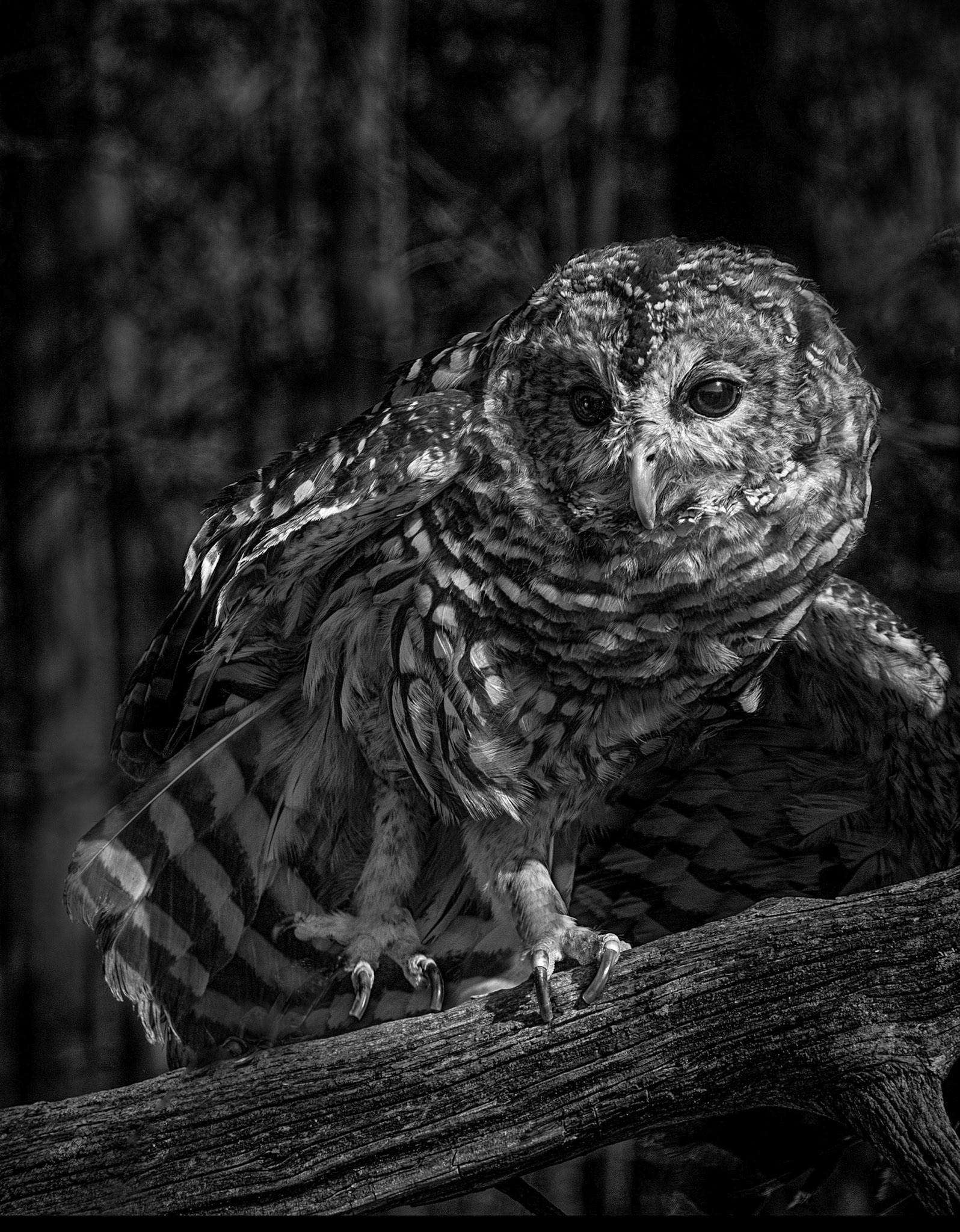 2nd place B&amp;W prints 12/12/12 ACC