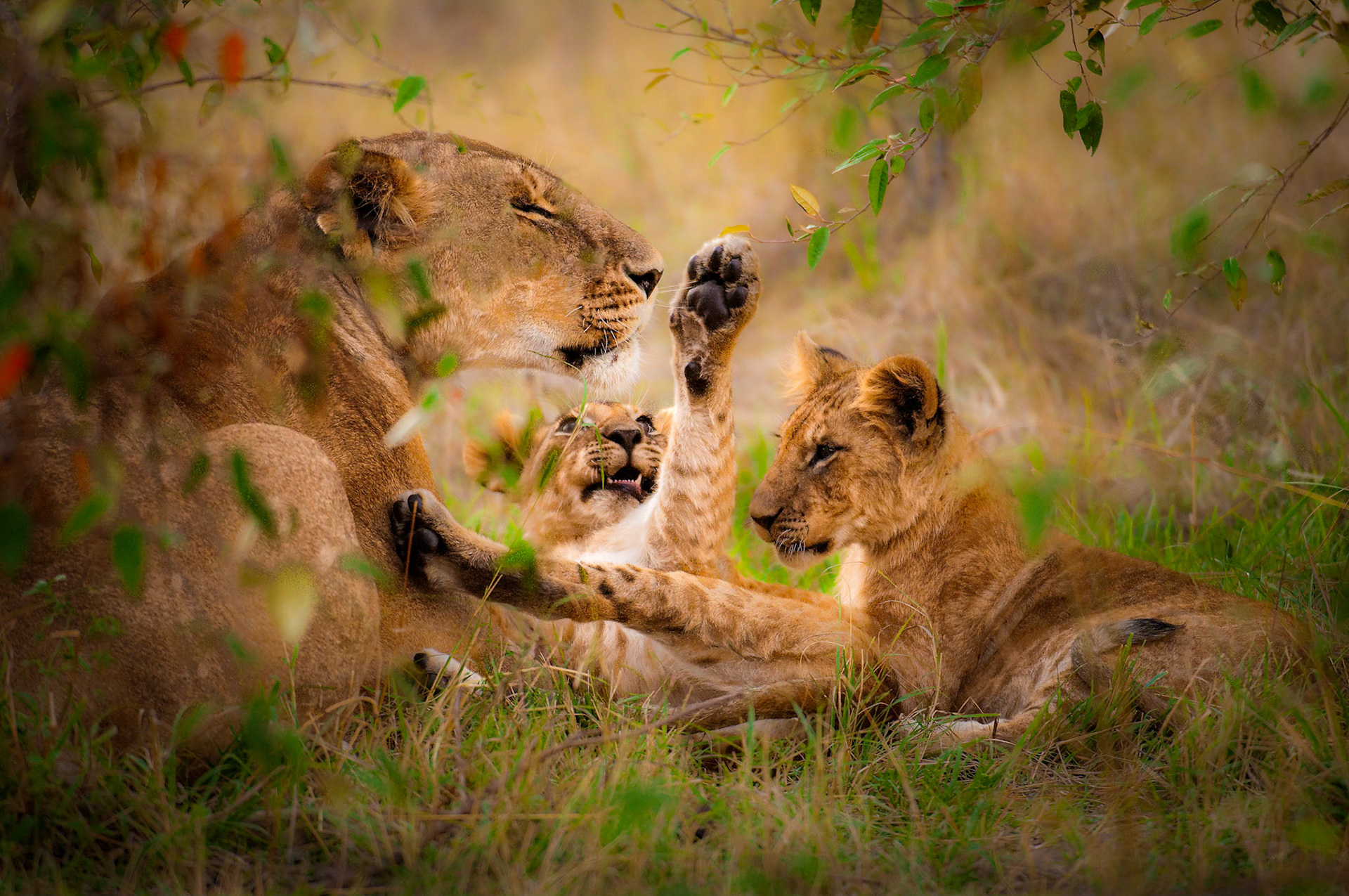 Lioness and cubs