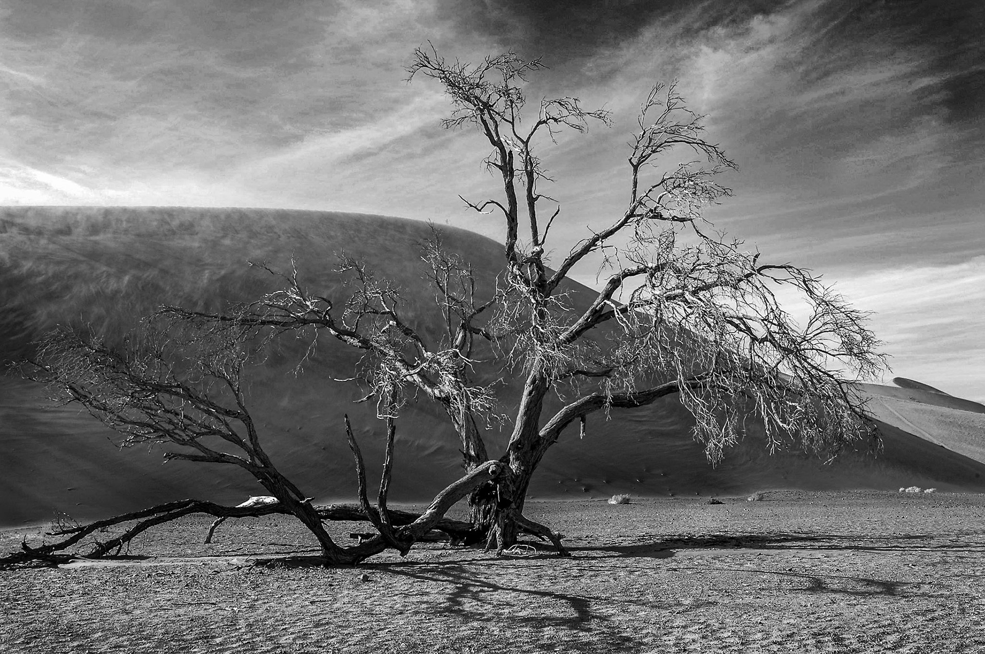 3rd place AAC Prints