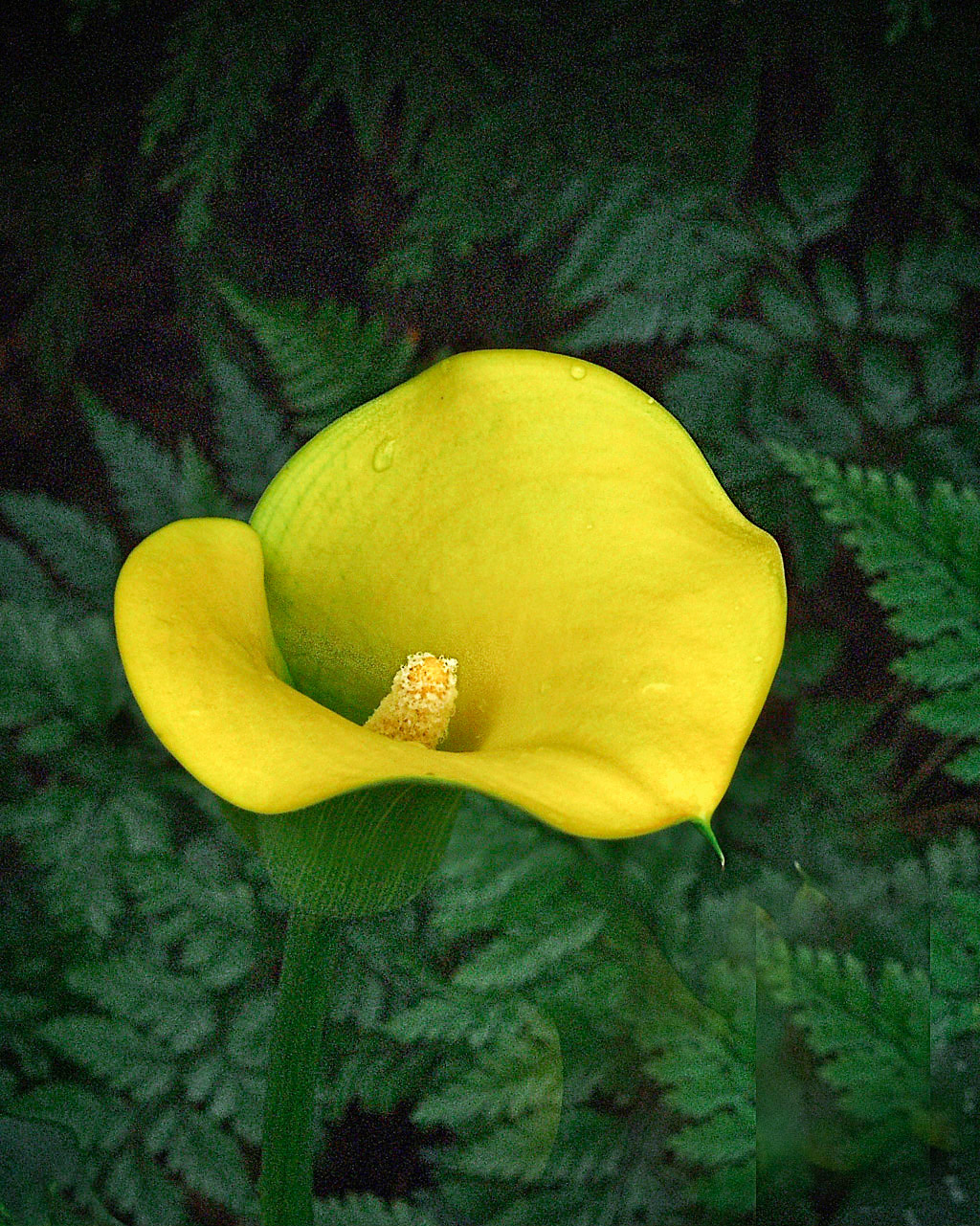 OLYMPUS DIGITAL CAMERA3rd place ACC digital