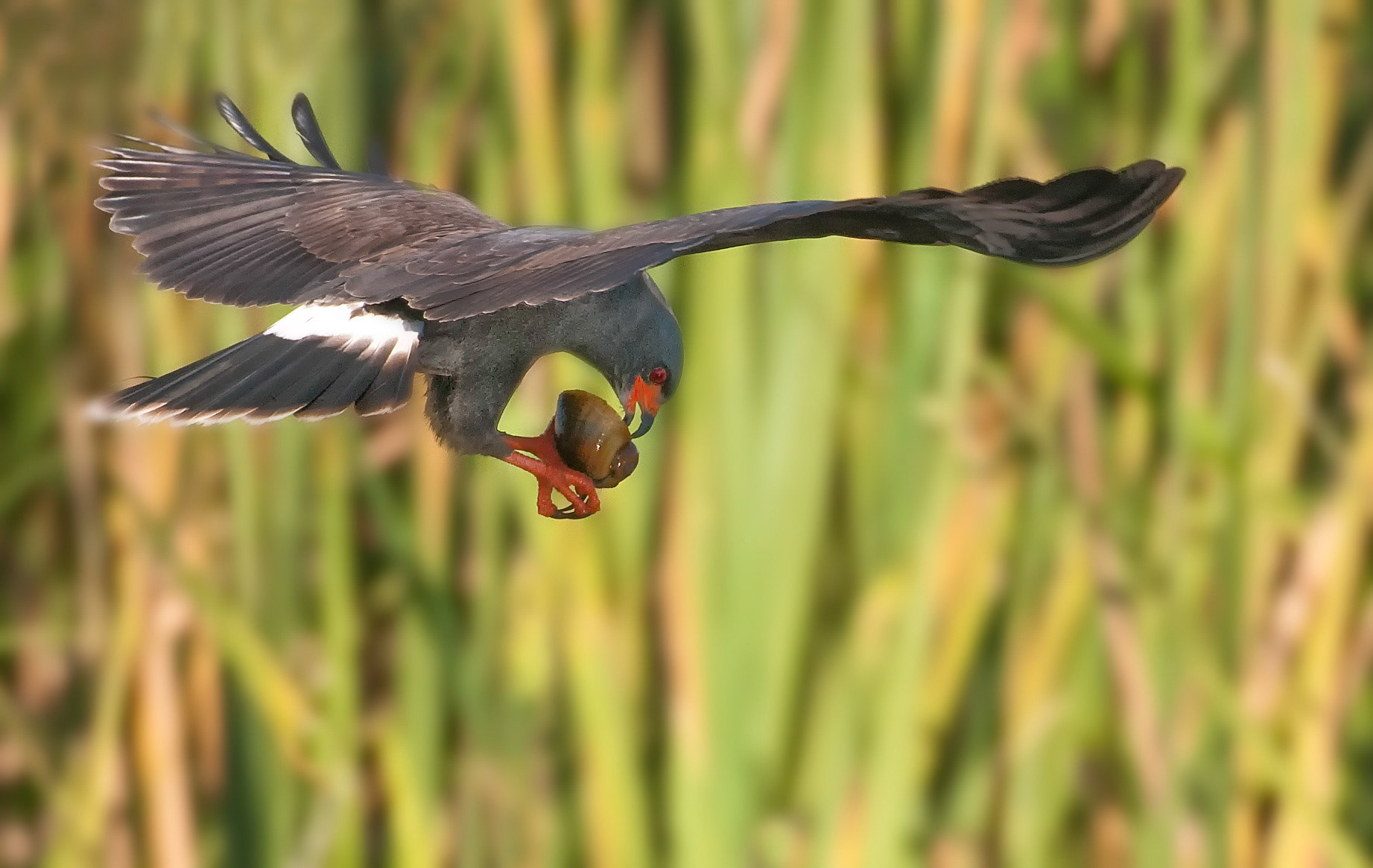 2nd place digital ACC 2/12/14