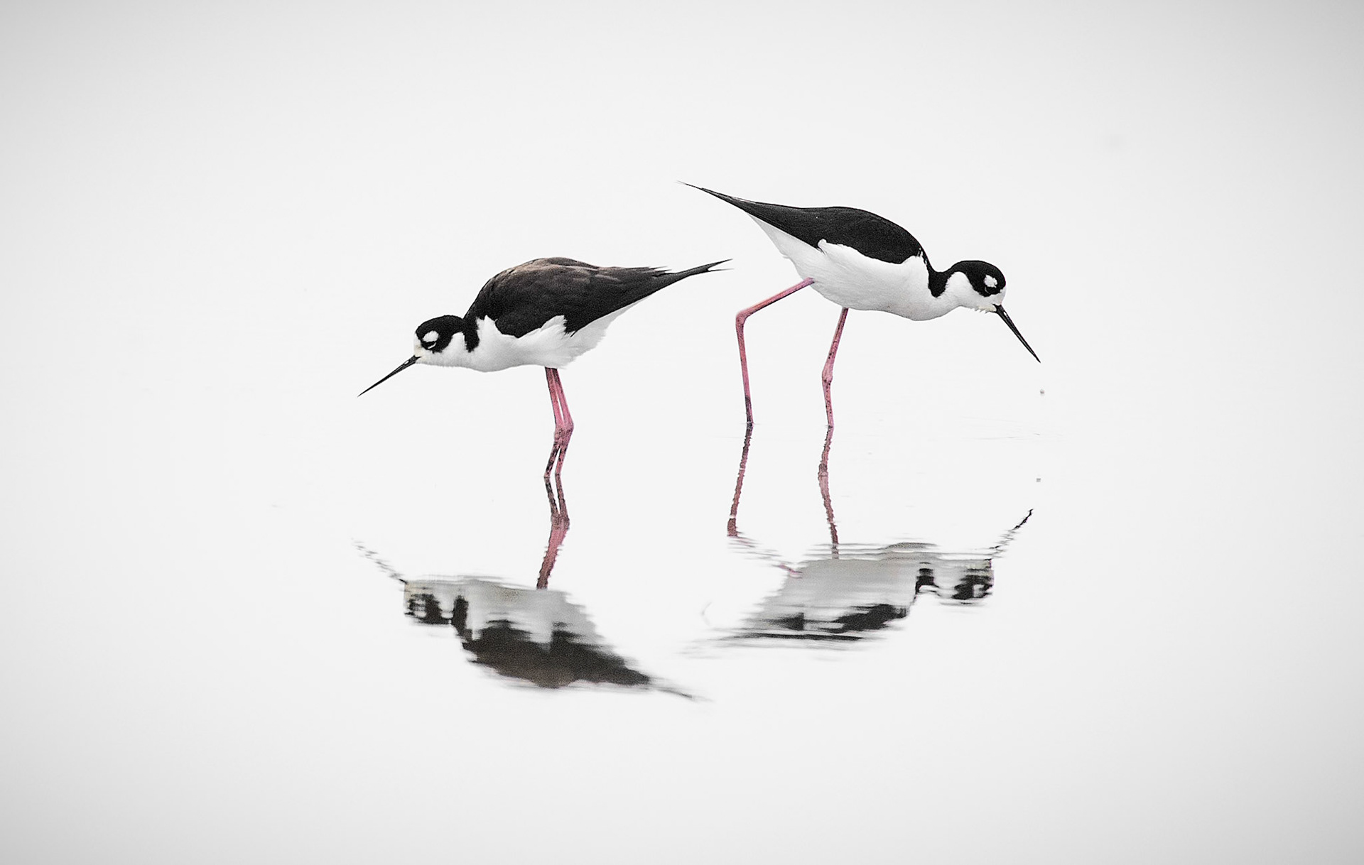 4 stilts