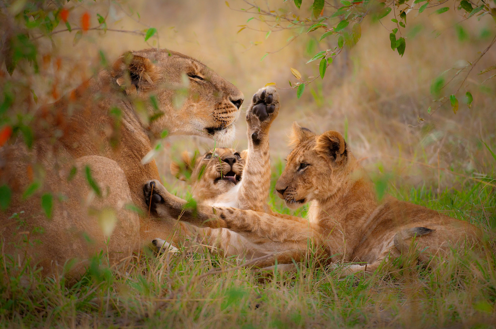 Lioness and cubs