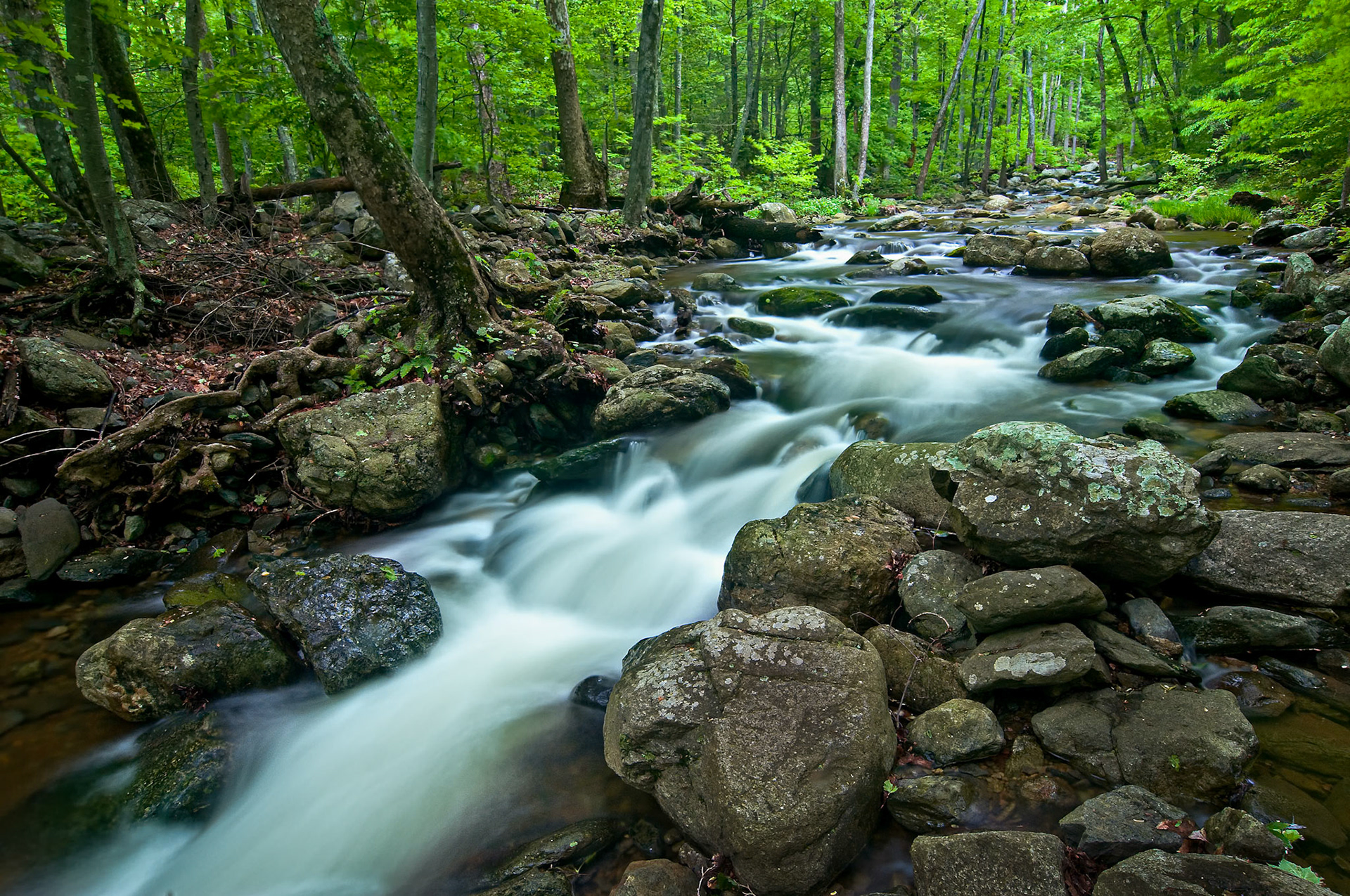 1st place digital ACC