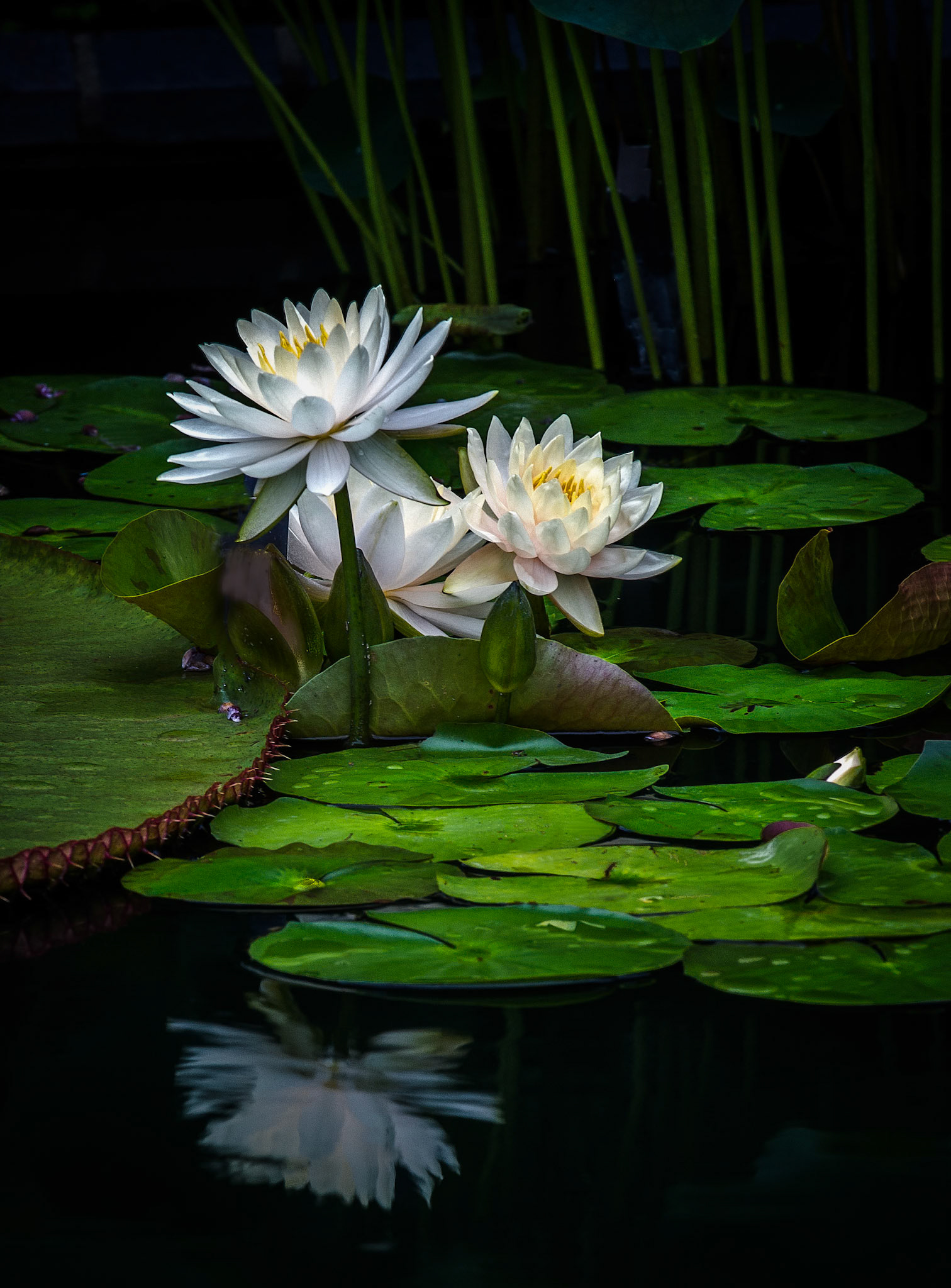 1st place Color prints 11/28/12 ACC