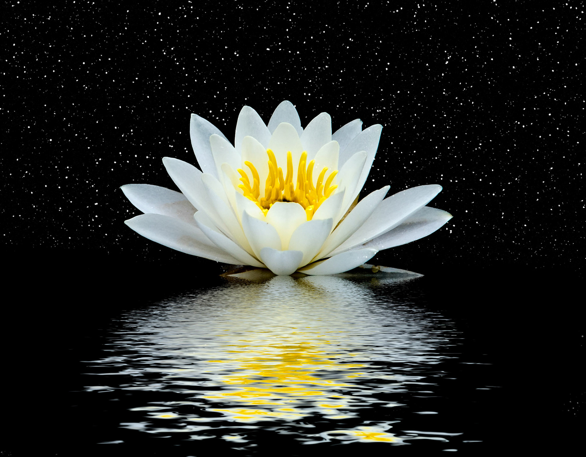 Far Far Away in a Distant Galaxy the Lily sun rises