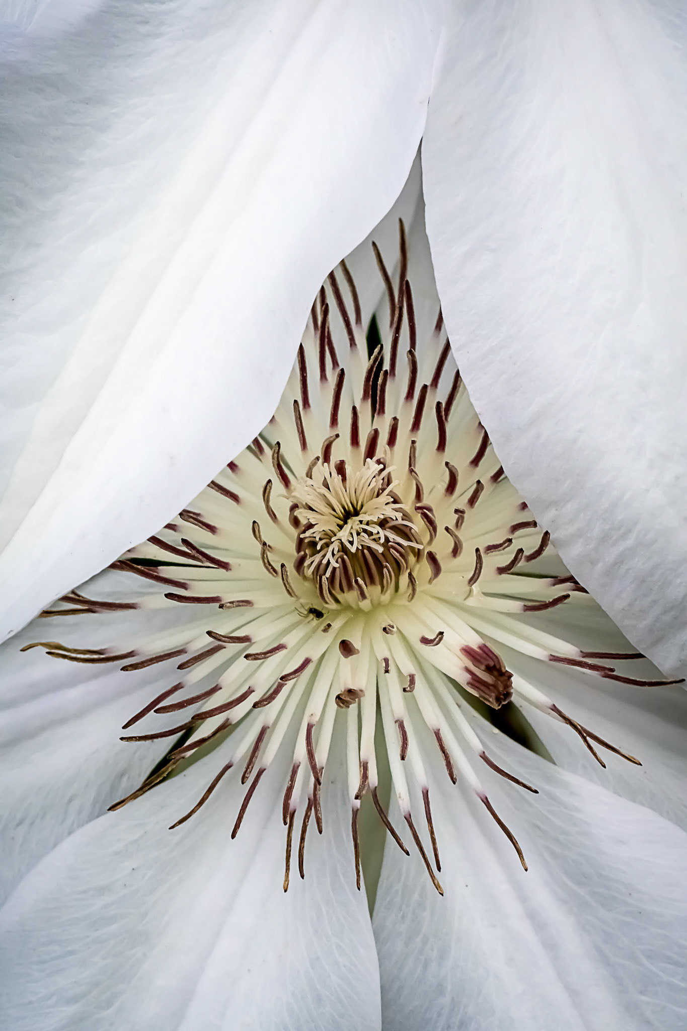 sailing into the awesome Lemairre Channel