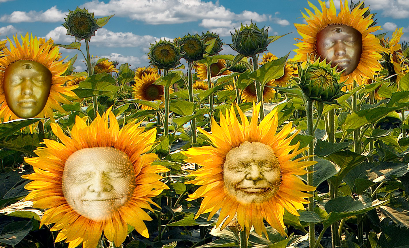 Sunflower Faces