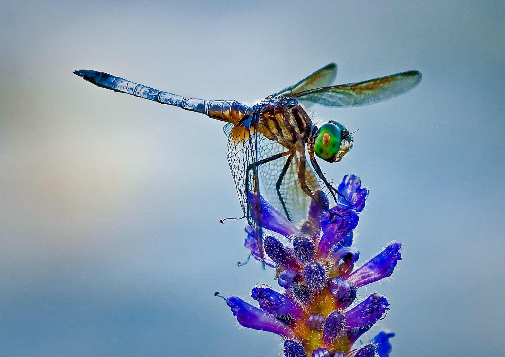Dragonfly4