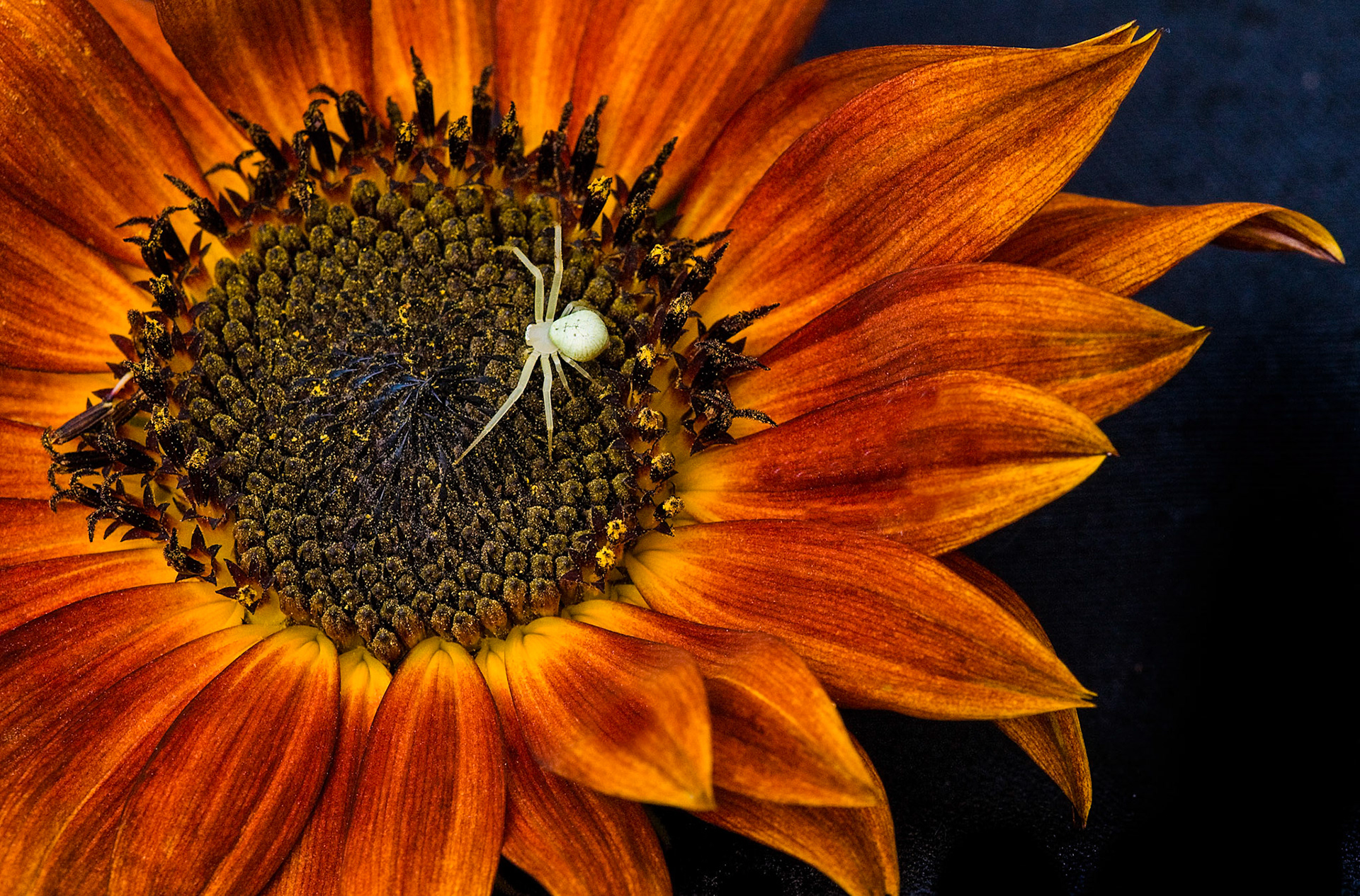 , 4th place color prints 2012, Photograph of the year 2012 ACC, 1st place end of year 2012