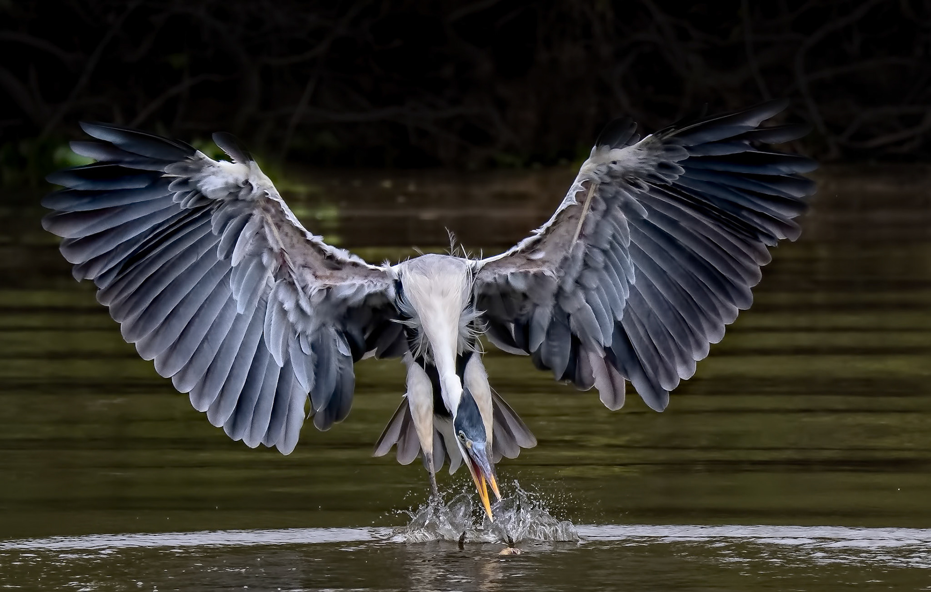 Great Blue Heron Brazil