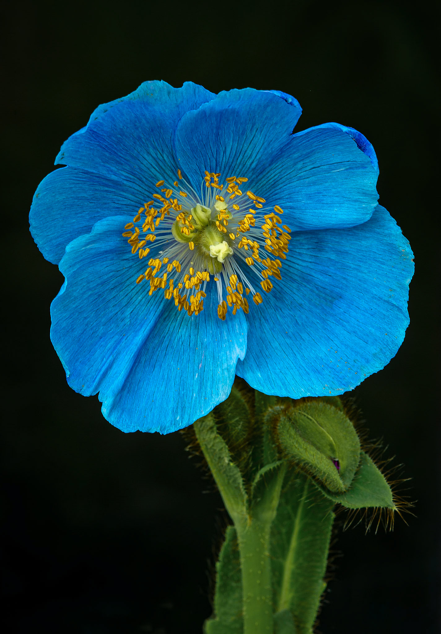 1st place digital 2012