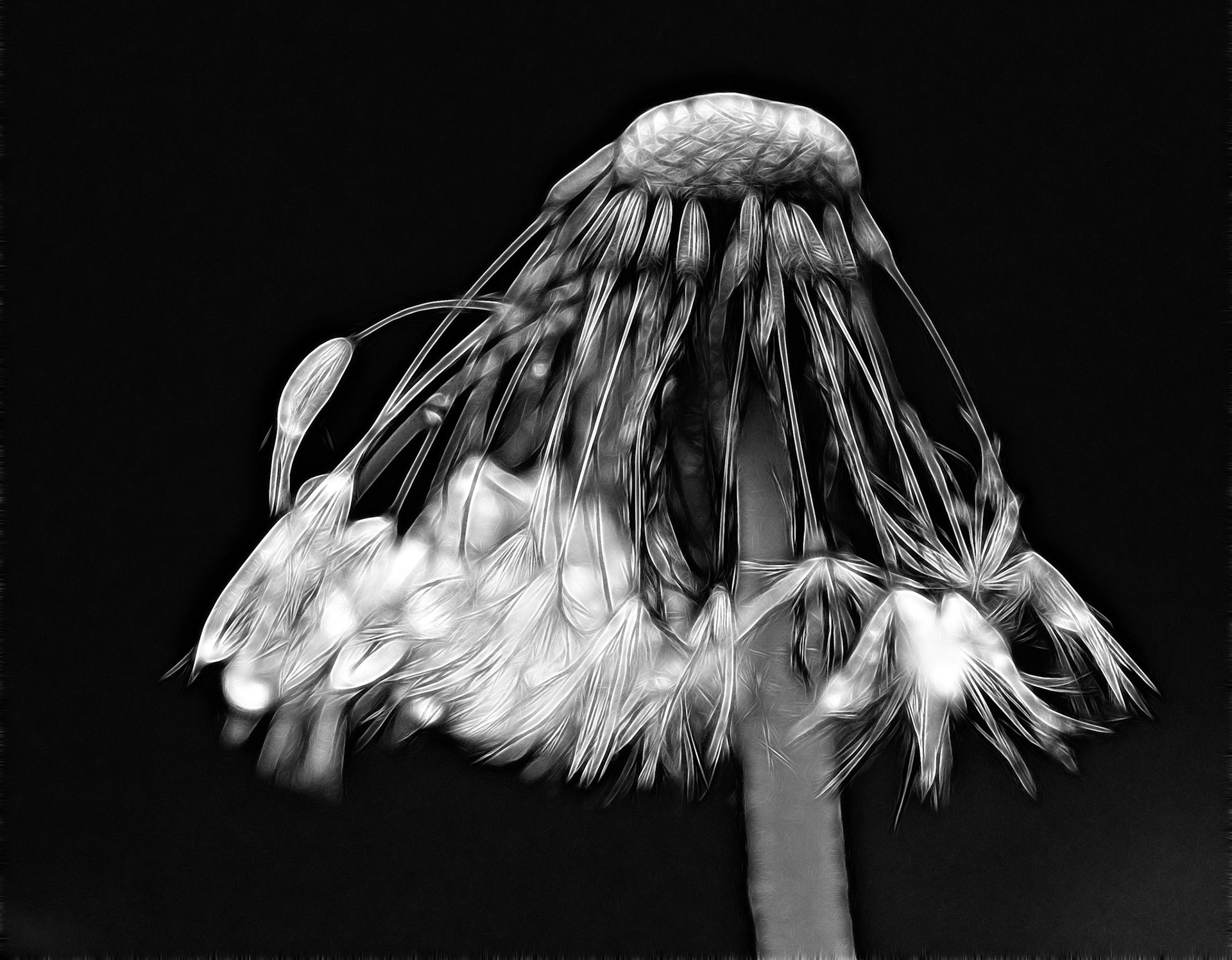 2nd place B&amp;W prints,4th place end of year 2012, 1st place Arts league Juried Show 2012