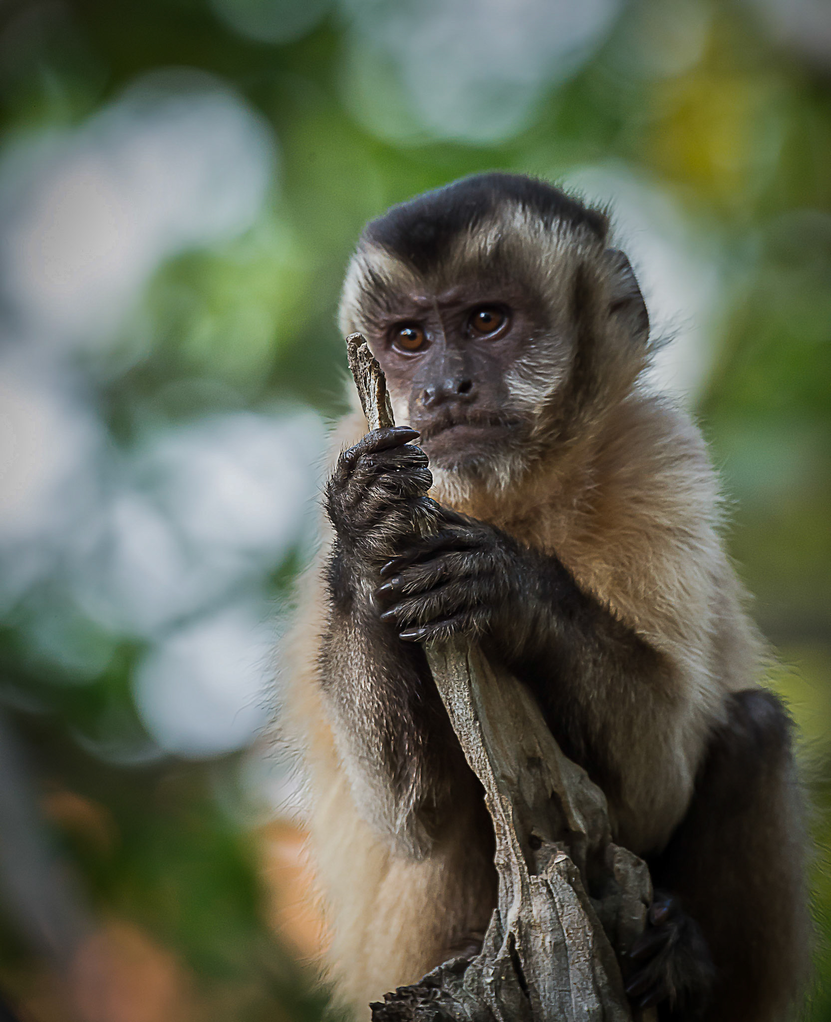 Capuchin monkey