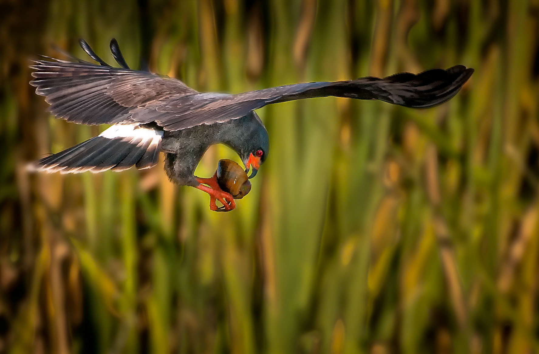 Snail Kite with Snail #2- Florida