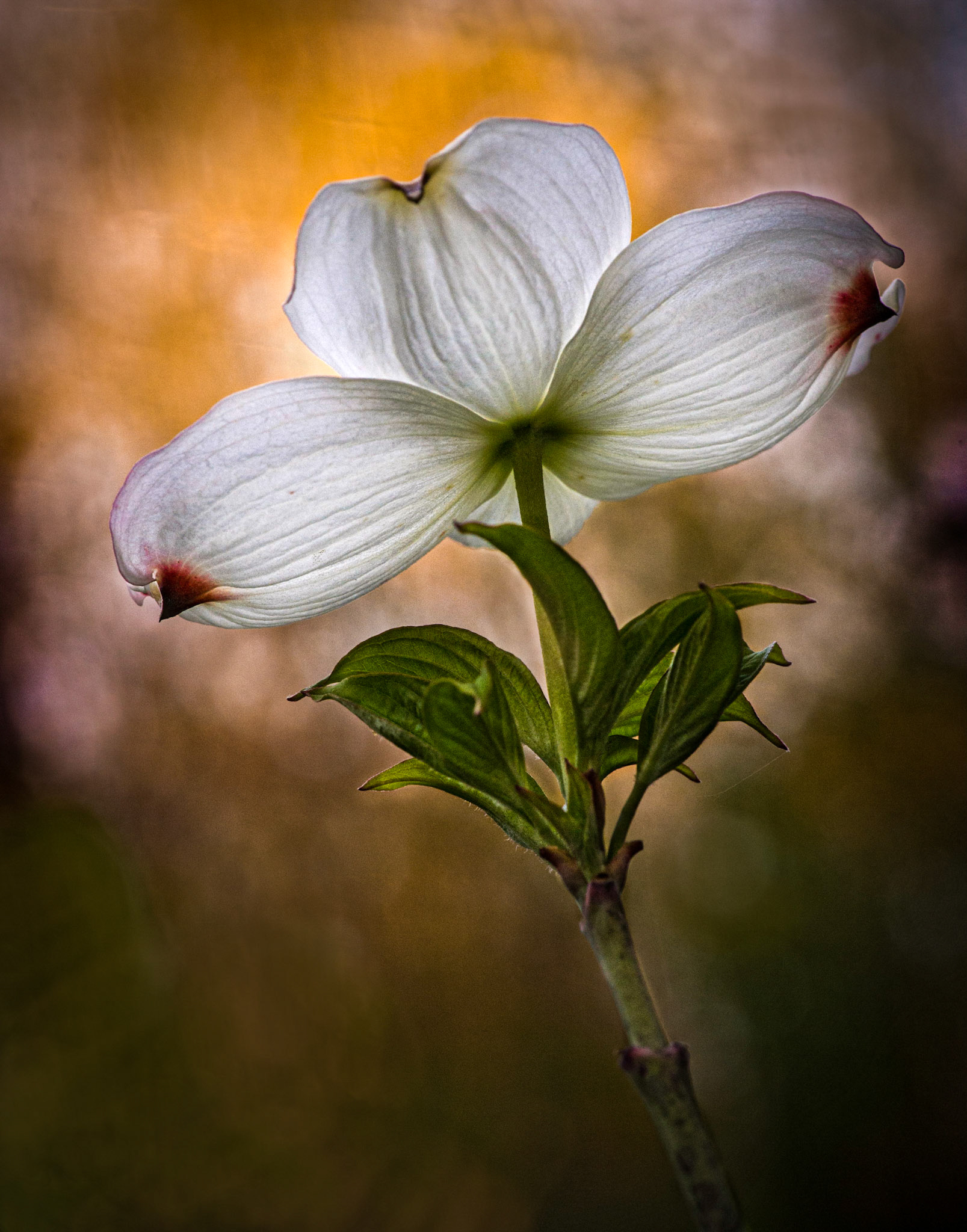 2nd place digital 2/13/13 ACC, 3rd place EOYear