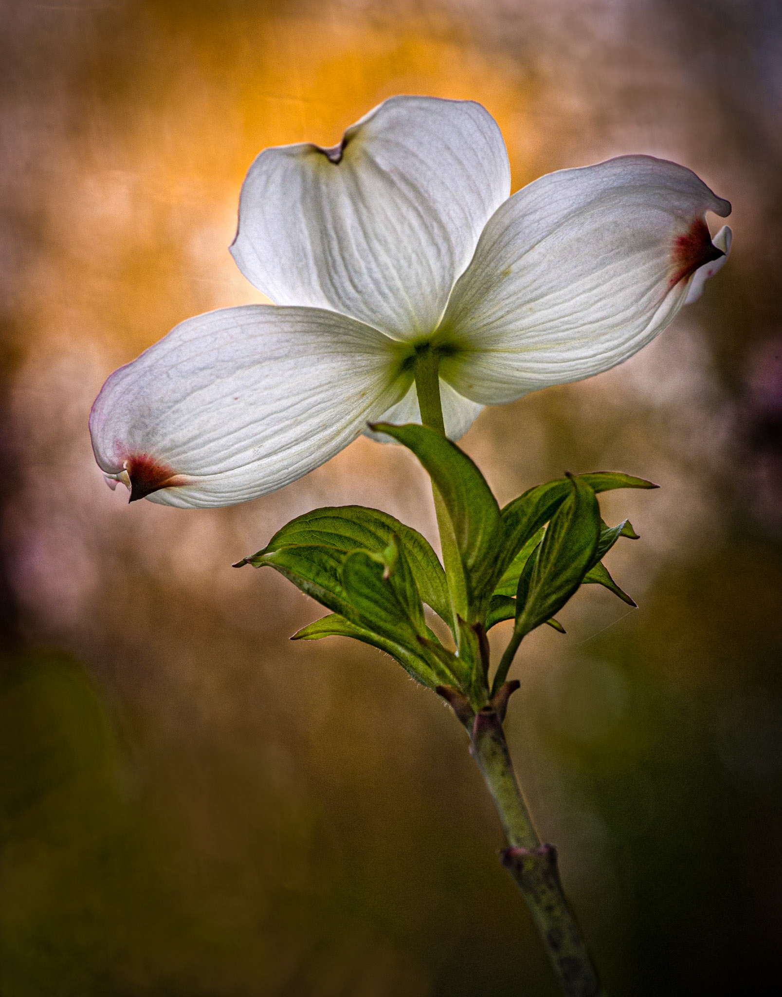 2nd place digital 2/13/13 ACC, 3rd place EOYear