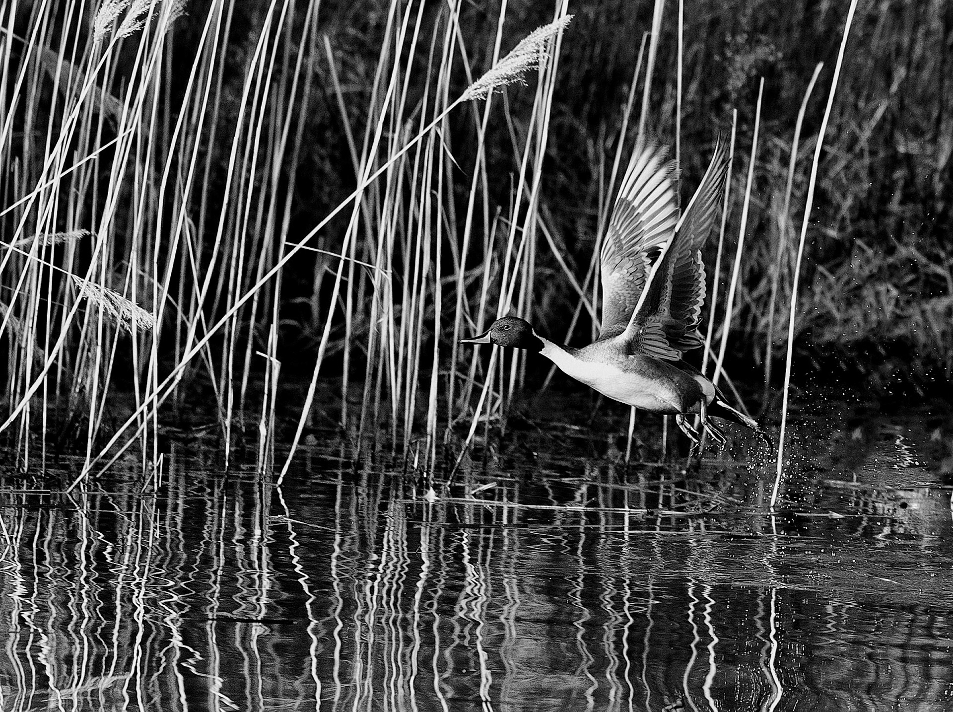 3rd place B&amp;W prints 11/14/12