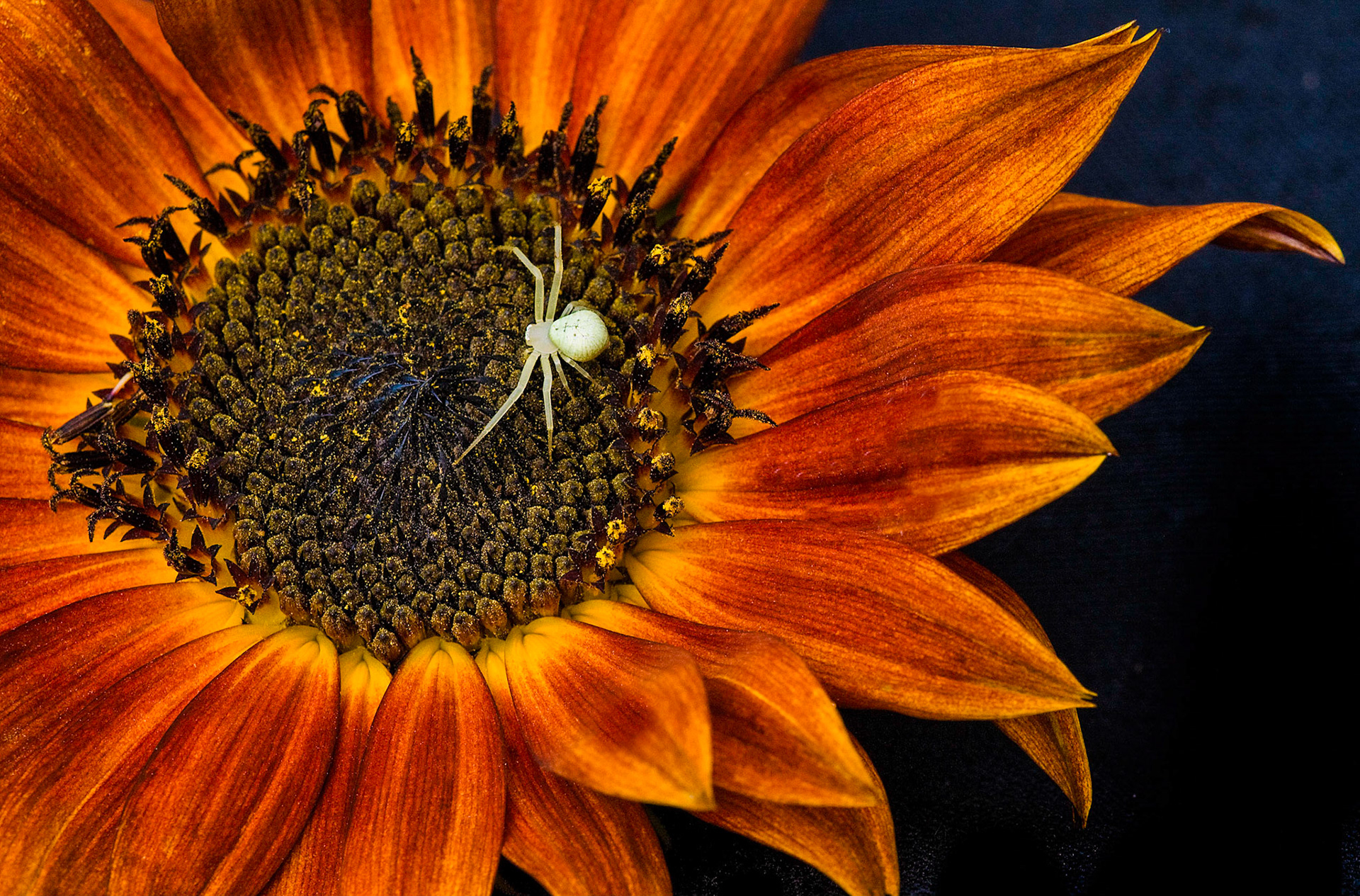 , 4th place color prints 2012, Photograph of the year 2012 ACC, 1st place end of year 2012