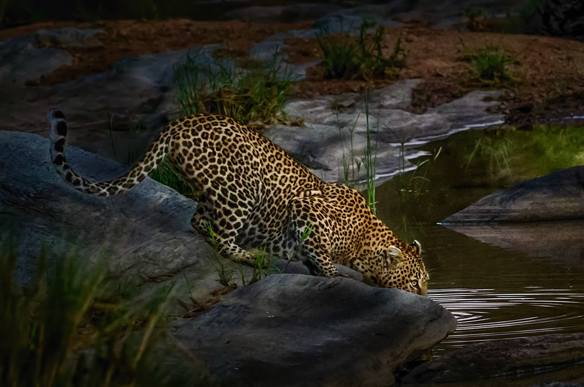 African leopard
