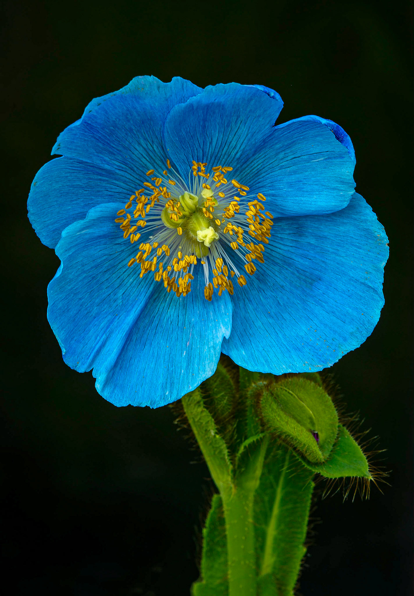 1st place digital 2012