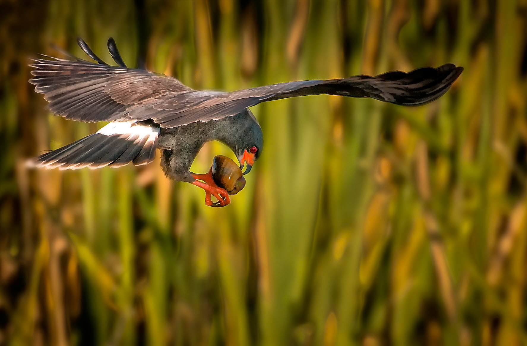 Snail Kite with Snail #2