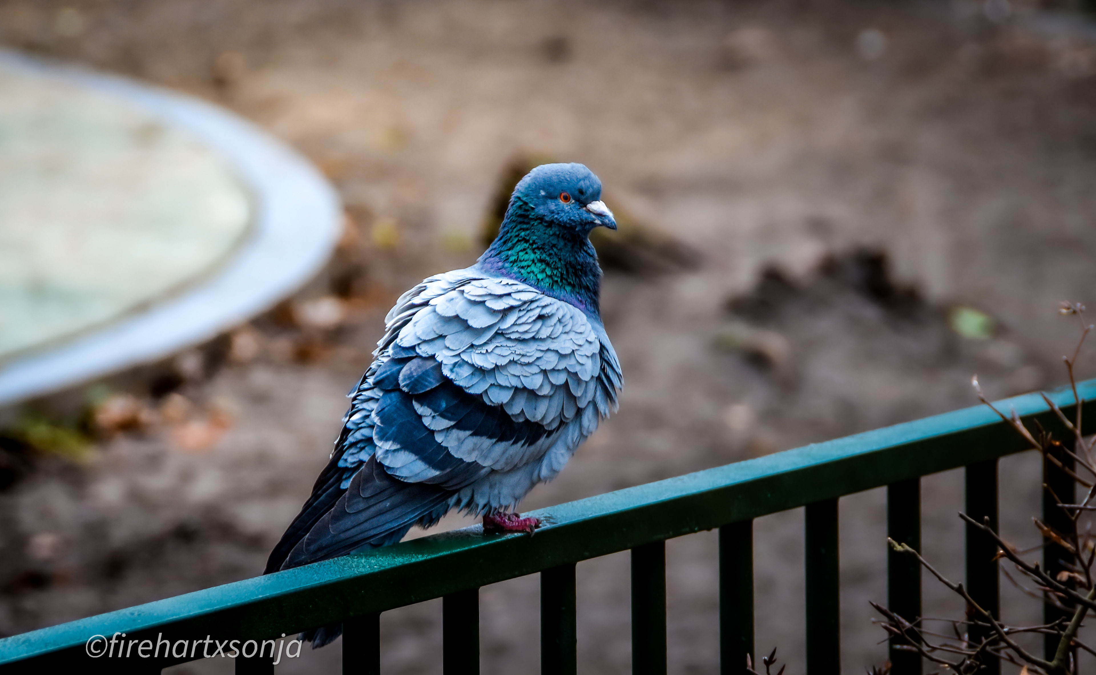 most fluffiest bird ever.