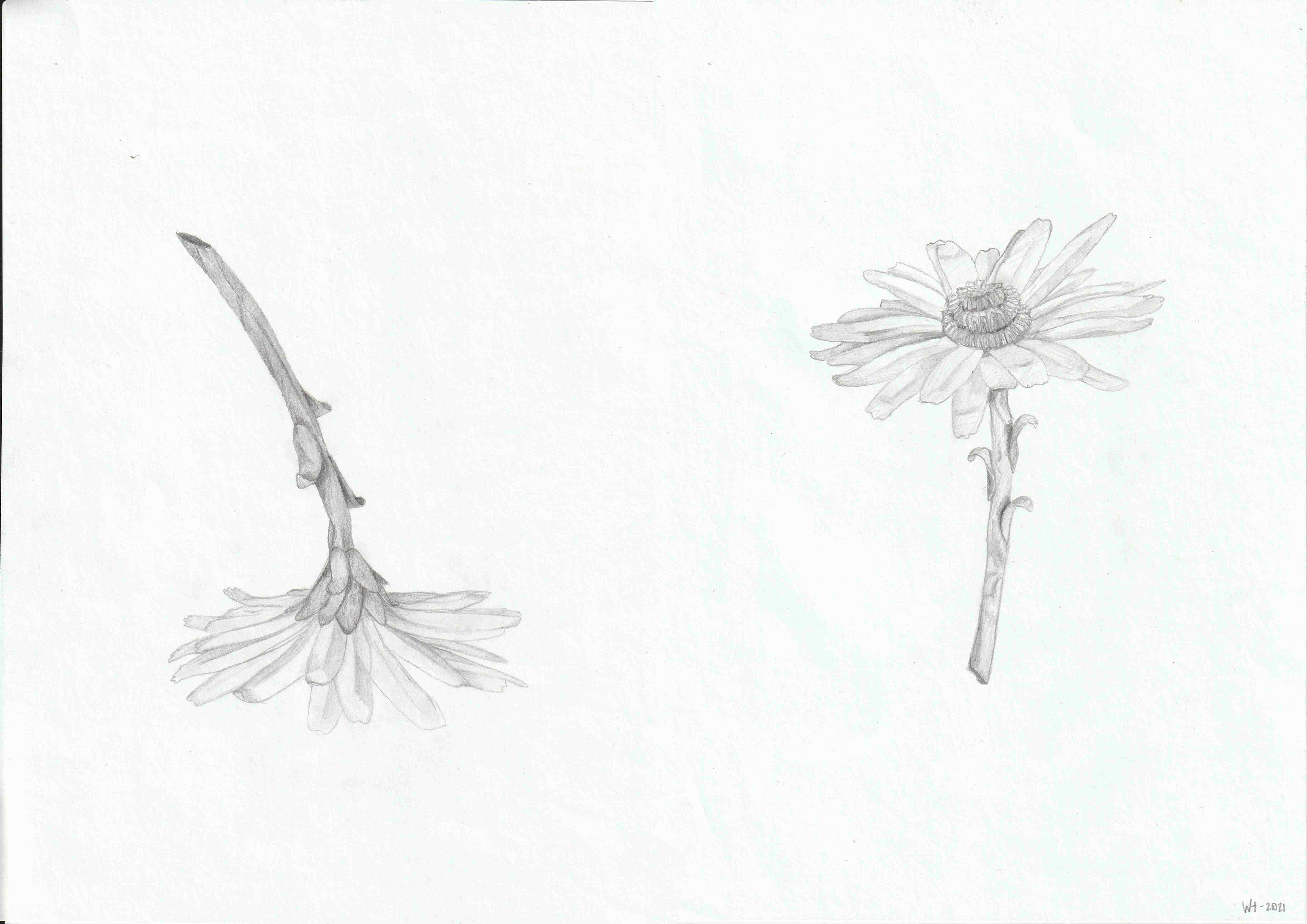 teckning av pappersblomma - grafit