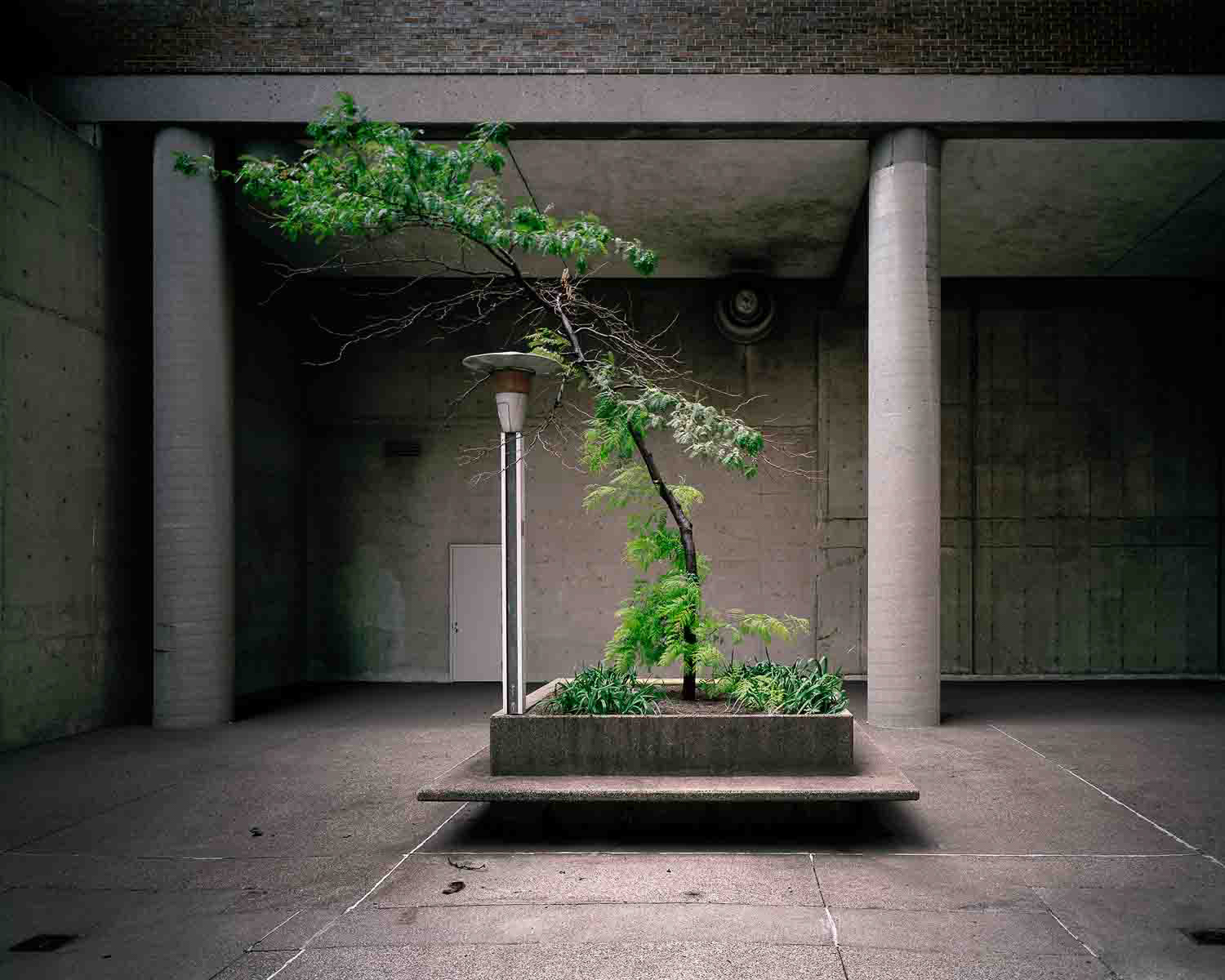 Leaning Tree, 2011