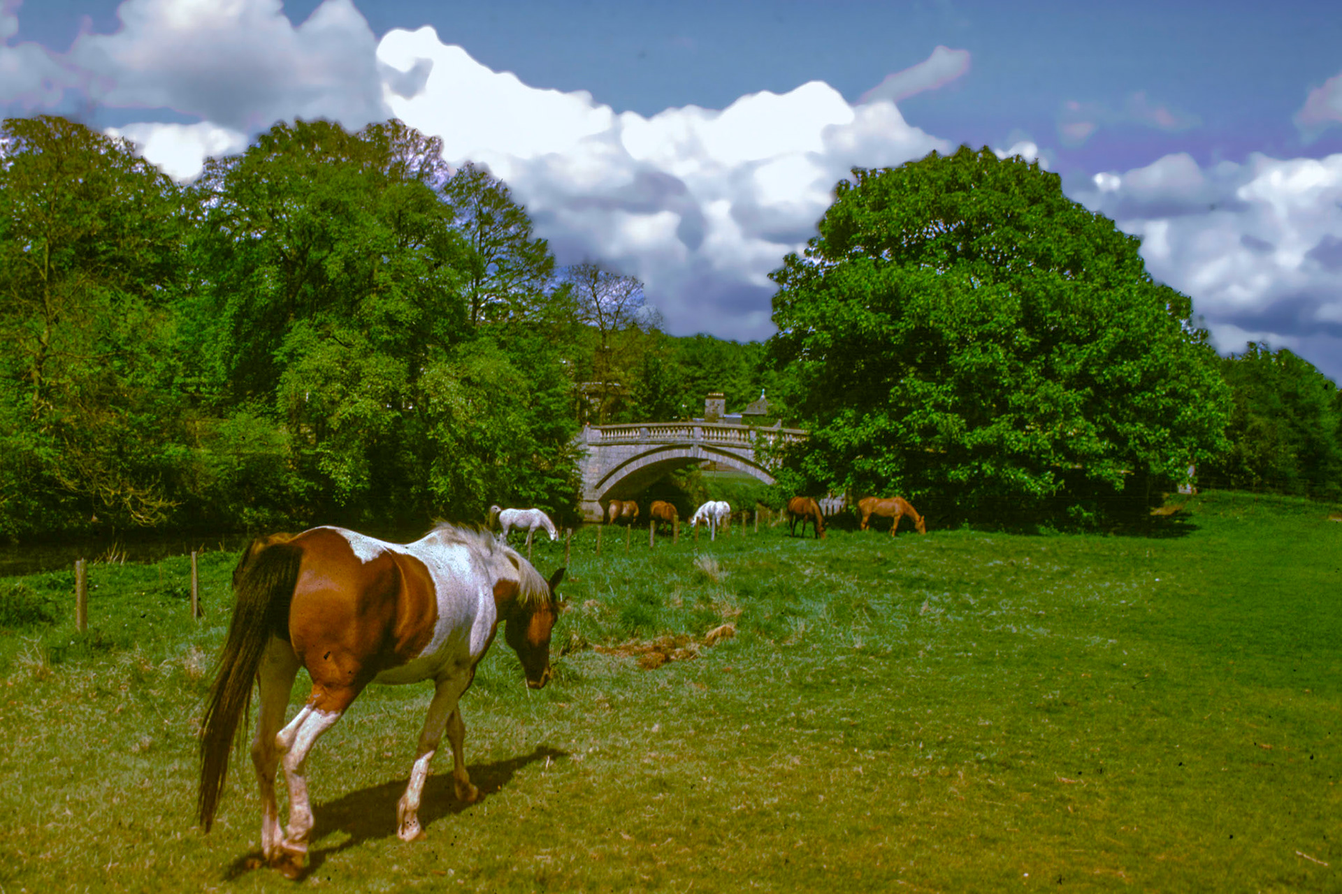 35mm film Pollok Park Glasgow