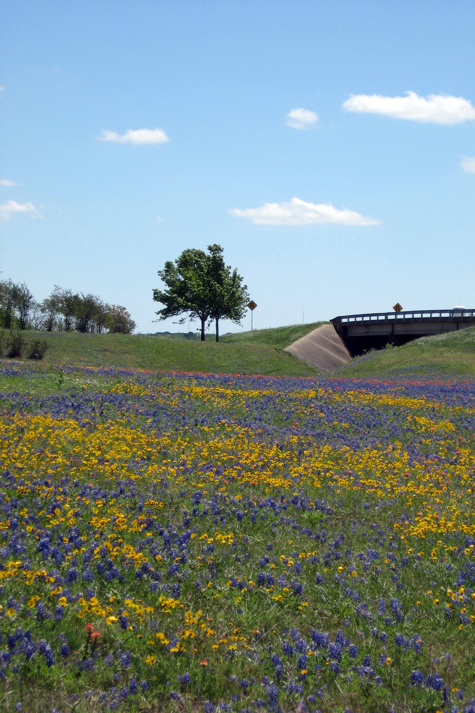 Nicole and friend capture our beautiful Texas spring wildflower blooms near Brenham, TX