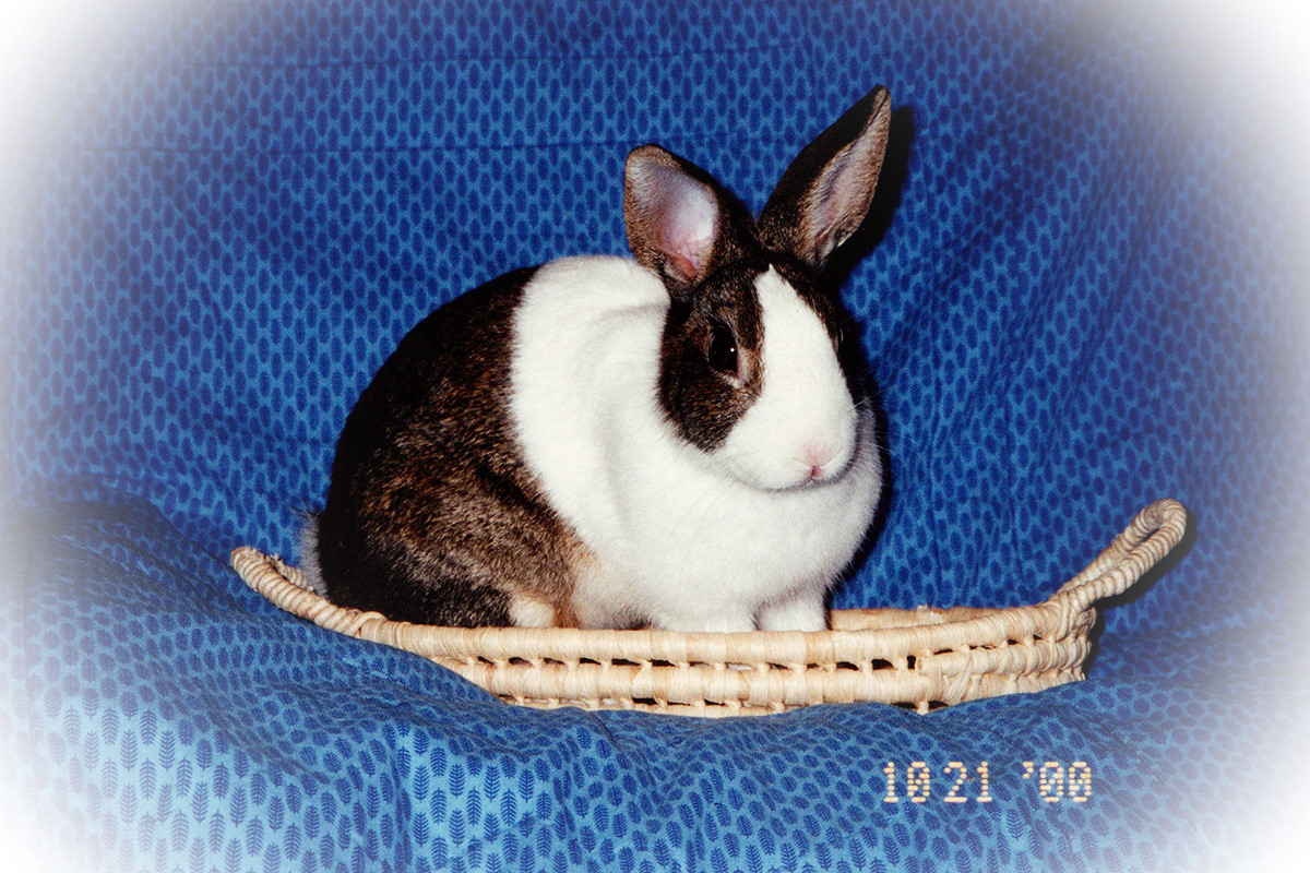 Bunny Love - We called her Blossom Bunny