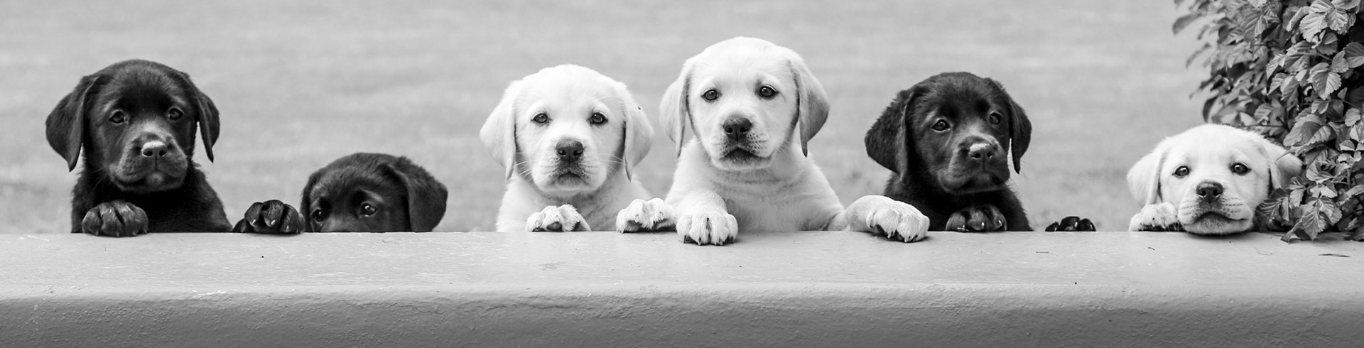 Maika's Pups
