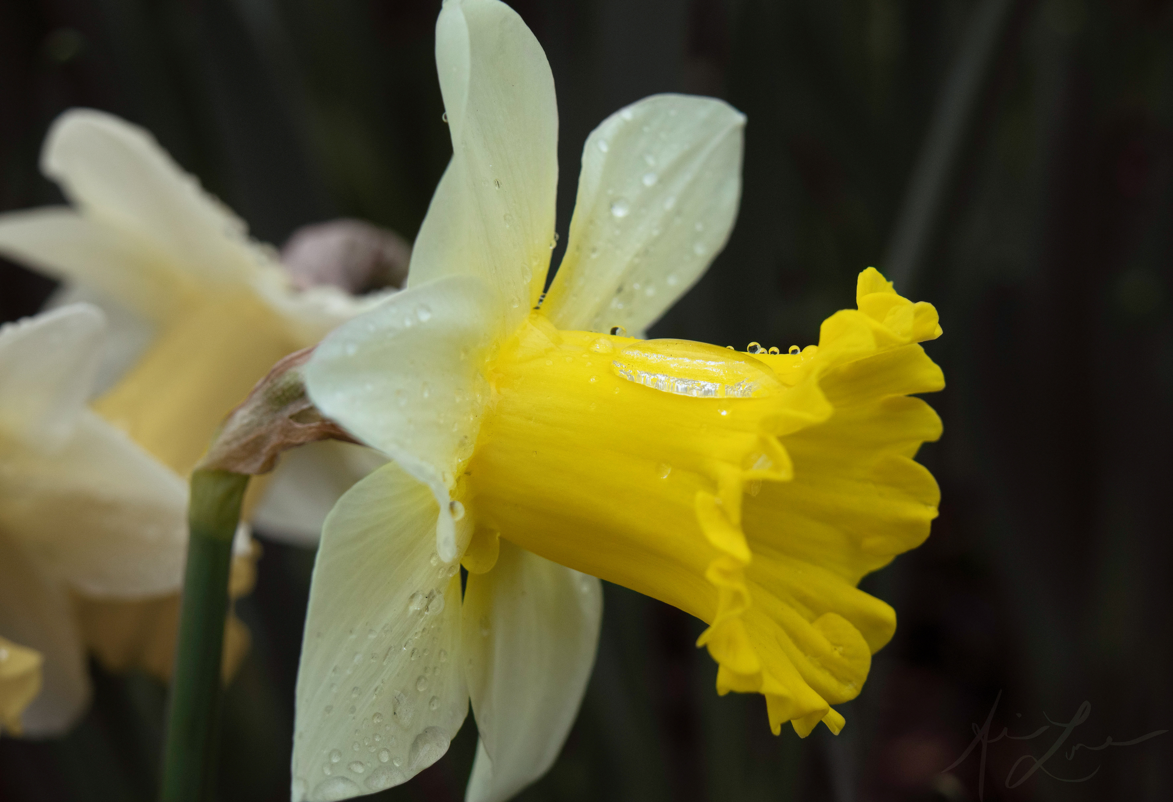 Water Droplets Daffodil