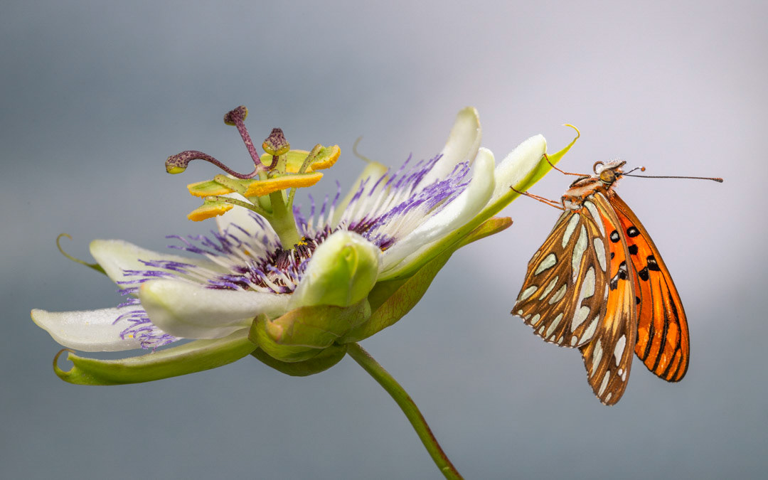 This picture shows a Dione vanillae butterfly perching on its host plant, Passiflora caerulea. The delicate bond that exists between the two species becomes palpable in an instant captured on camera.