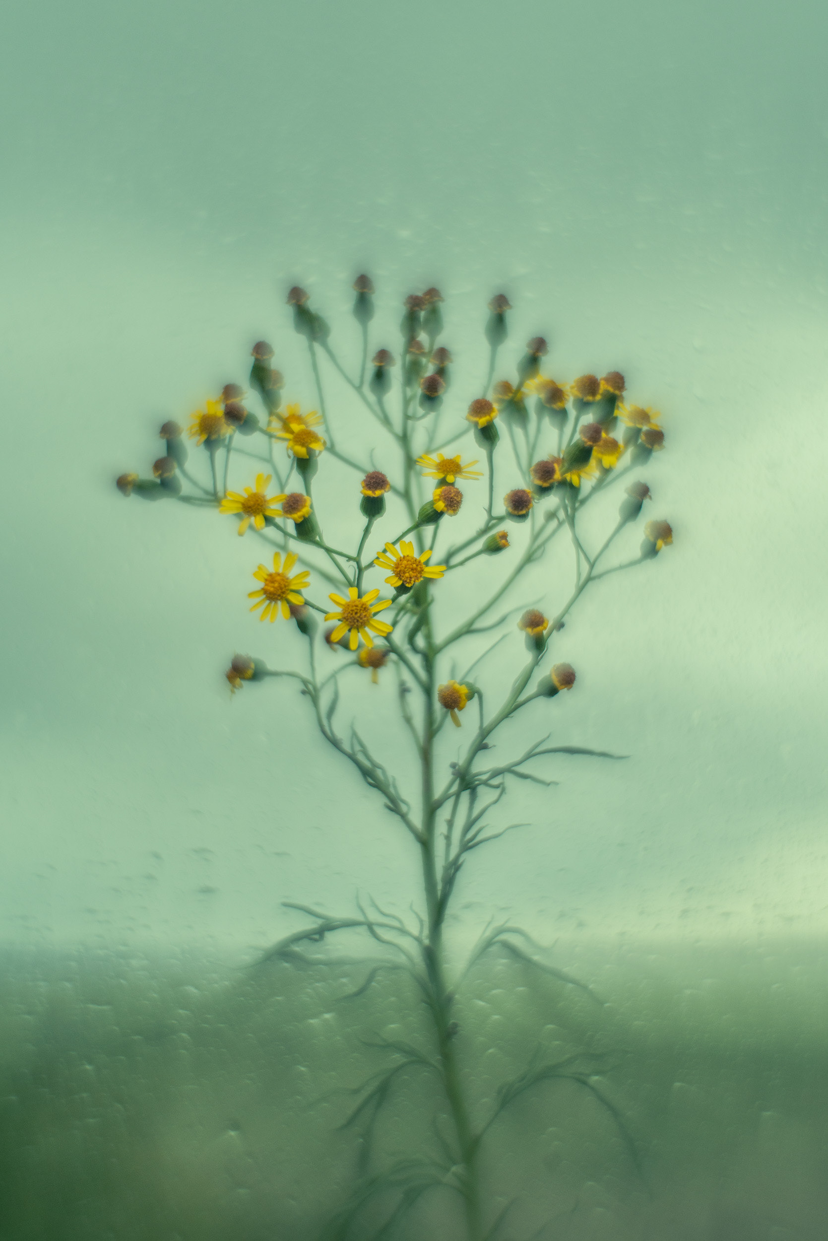 "Senecio"