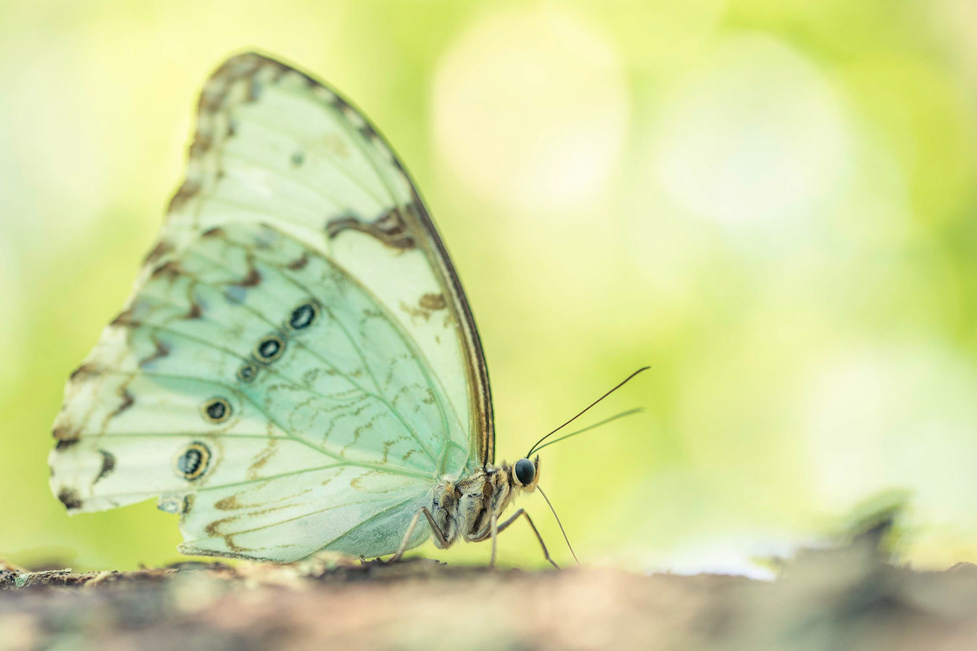 Bandera Argentina (Morpho epistrophus argentinus) is the southernmost representative of its genus. It can be found in the River Plate (Río de la Plata) region in Argentina.