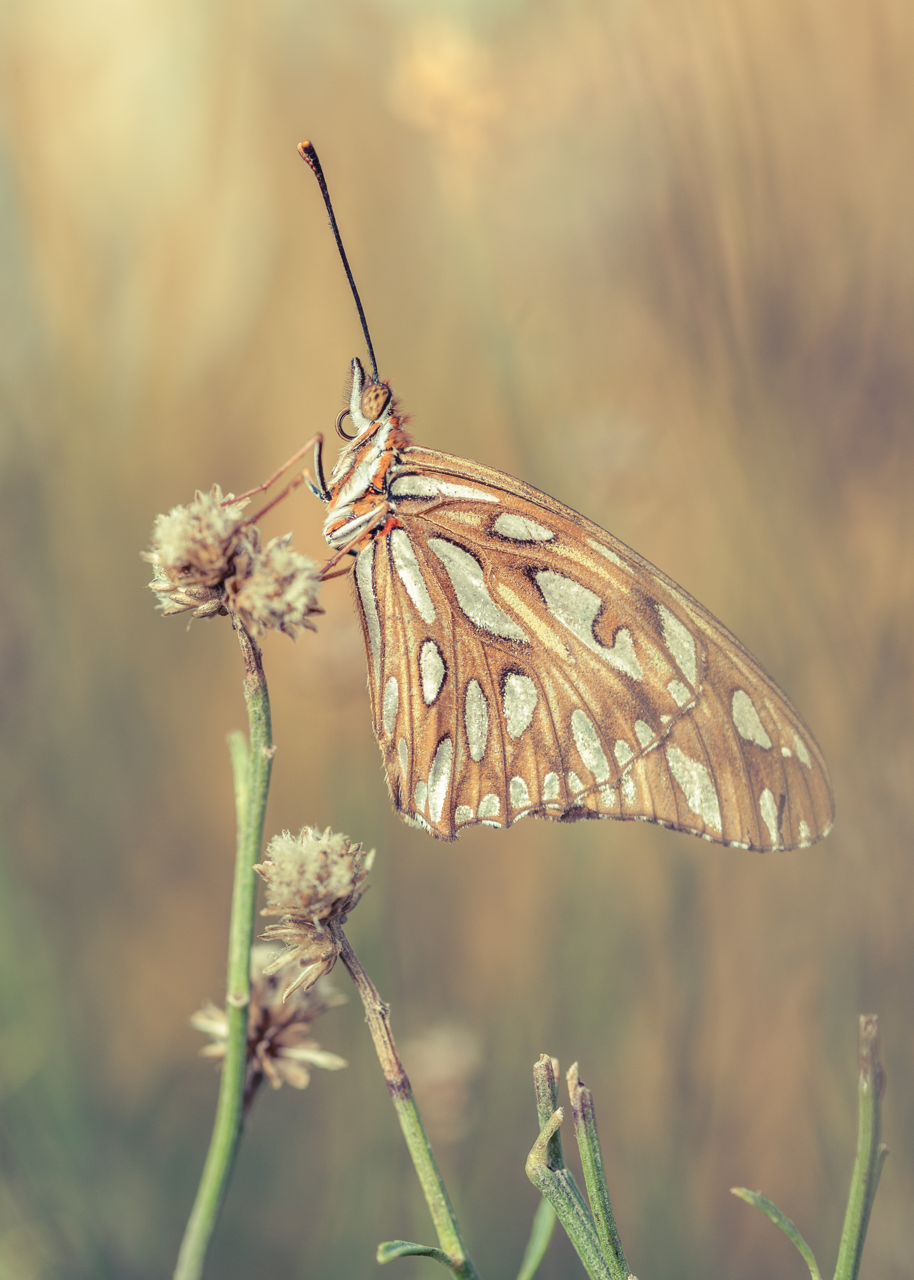 Dione vanillae is an orange-colored butterfly in the Nymphalidae family. Its common name in Spanish is “espejitos” (little mirrors), in reference to the bright and shiny silvery spots it has on the ventral face of its wings.