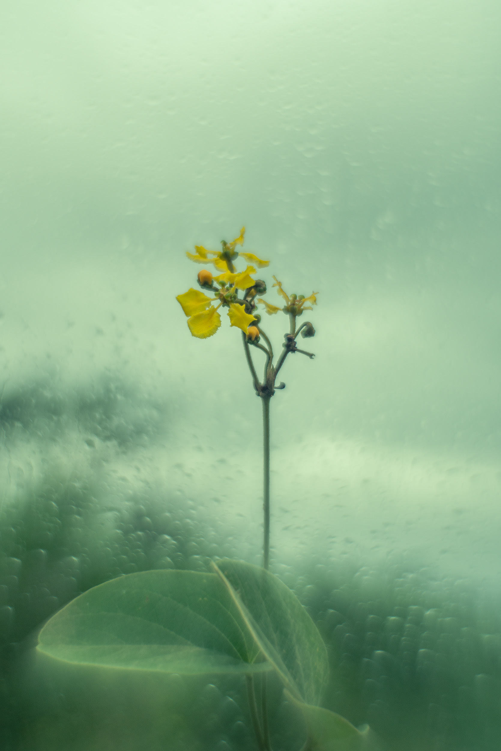 "Stigmatophyllum"