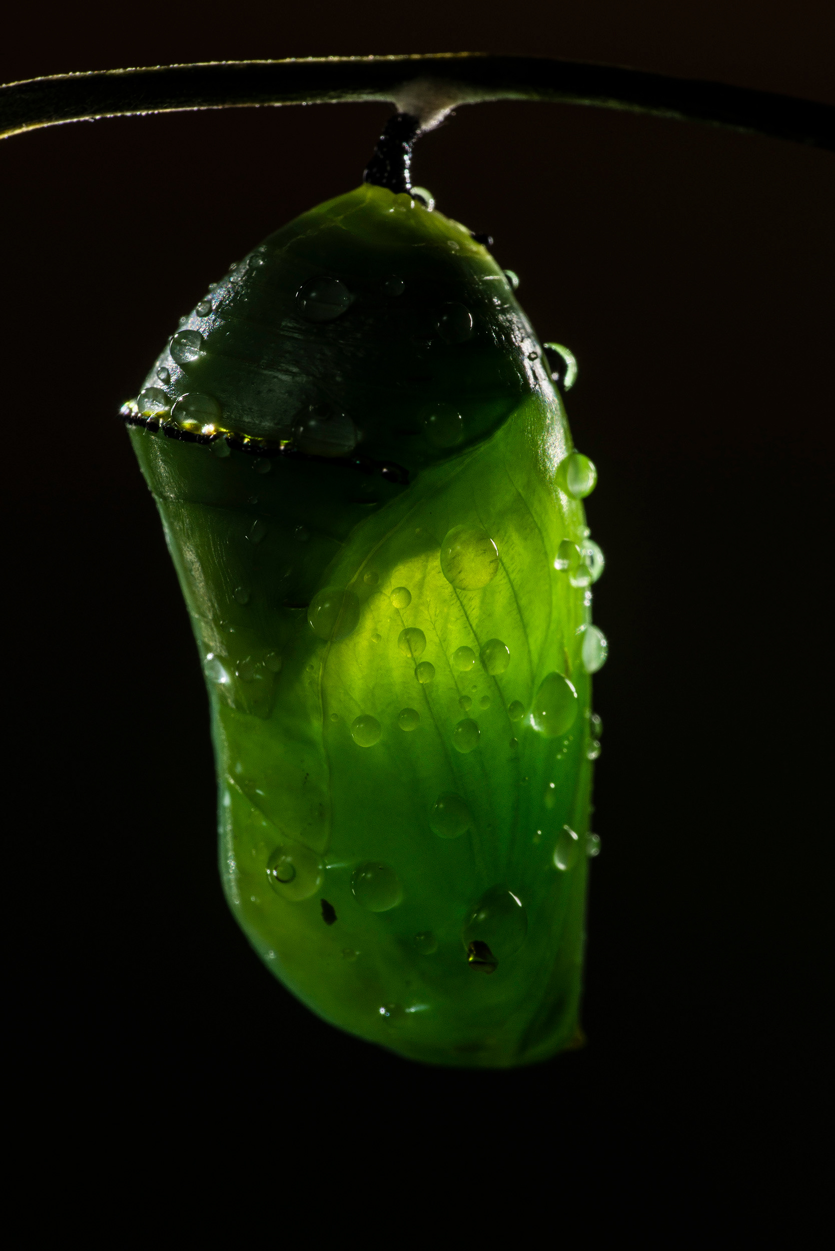Chrysalis of a Southern Monarch Butterfly (Danaus erippus) in its early stages. The use of backlighting exposes the lines and forms of a soon-to-be adult butterfly that is developing inside.
