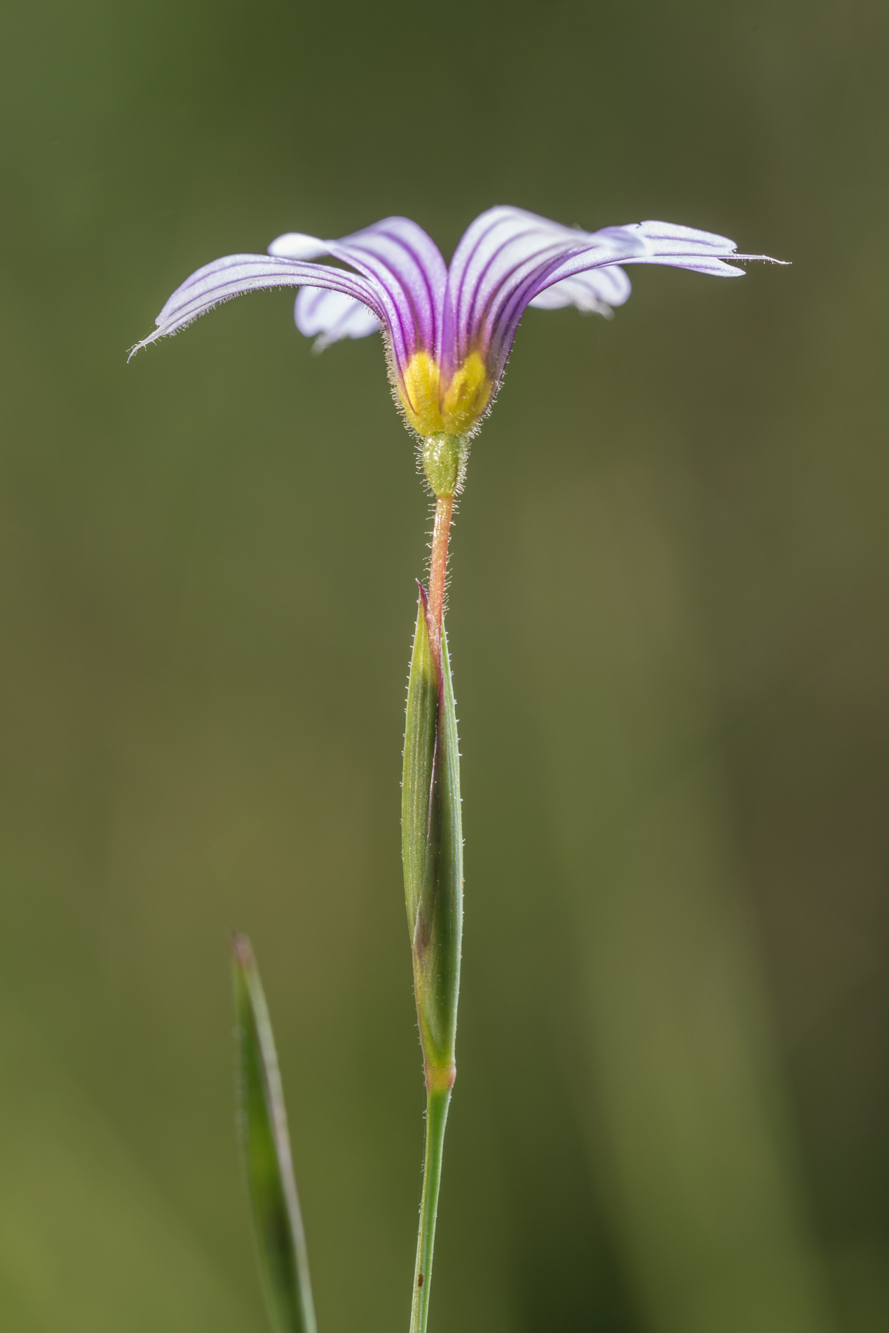 Sisyrinchium flower in the costal area of Río de la Plata.