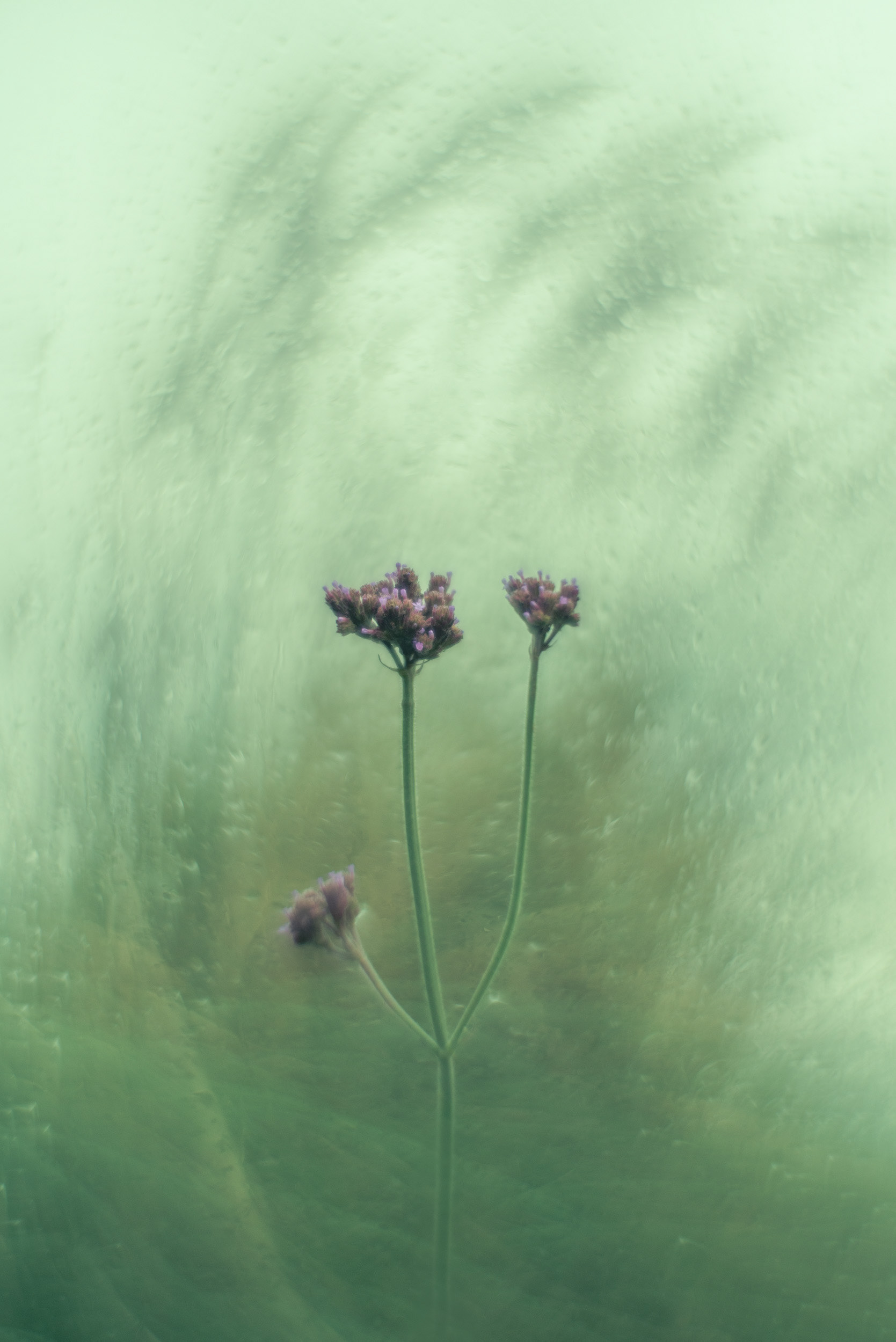 "Verbena"