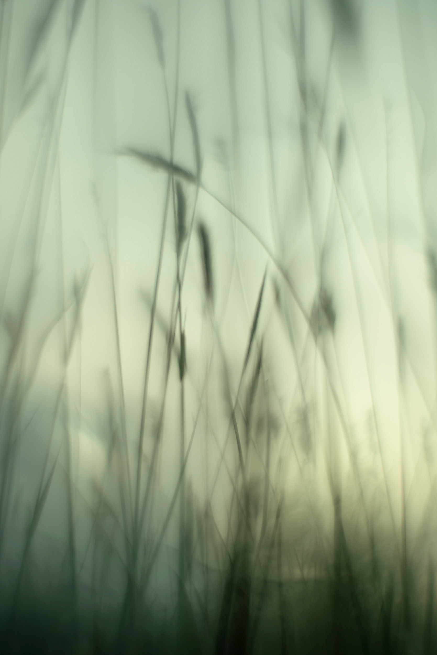 "Blue"- Bothriochloa laguroides, “Cola de liebre” or silver blue stem, is a perennial bunchgrass in the Gramineae family that can reach heights of 30 to 110 centimeters.