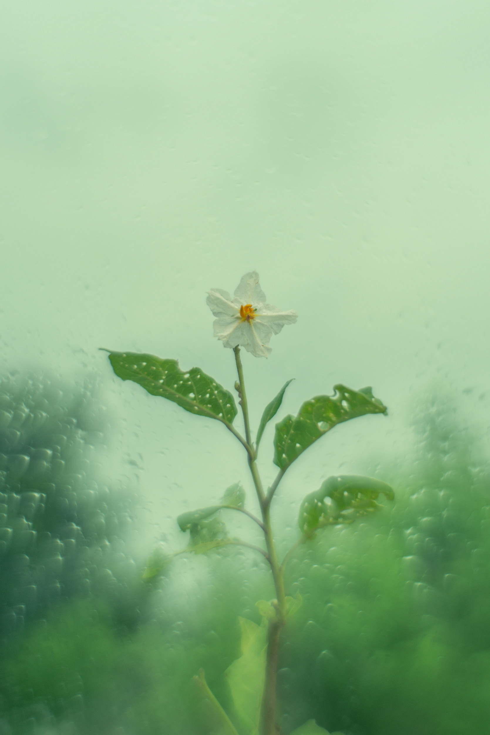 "Solanum"