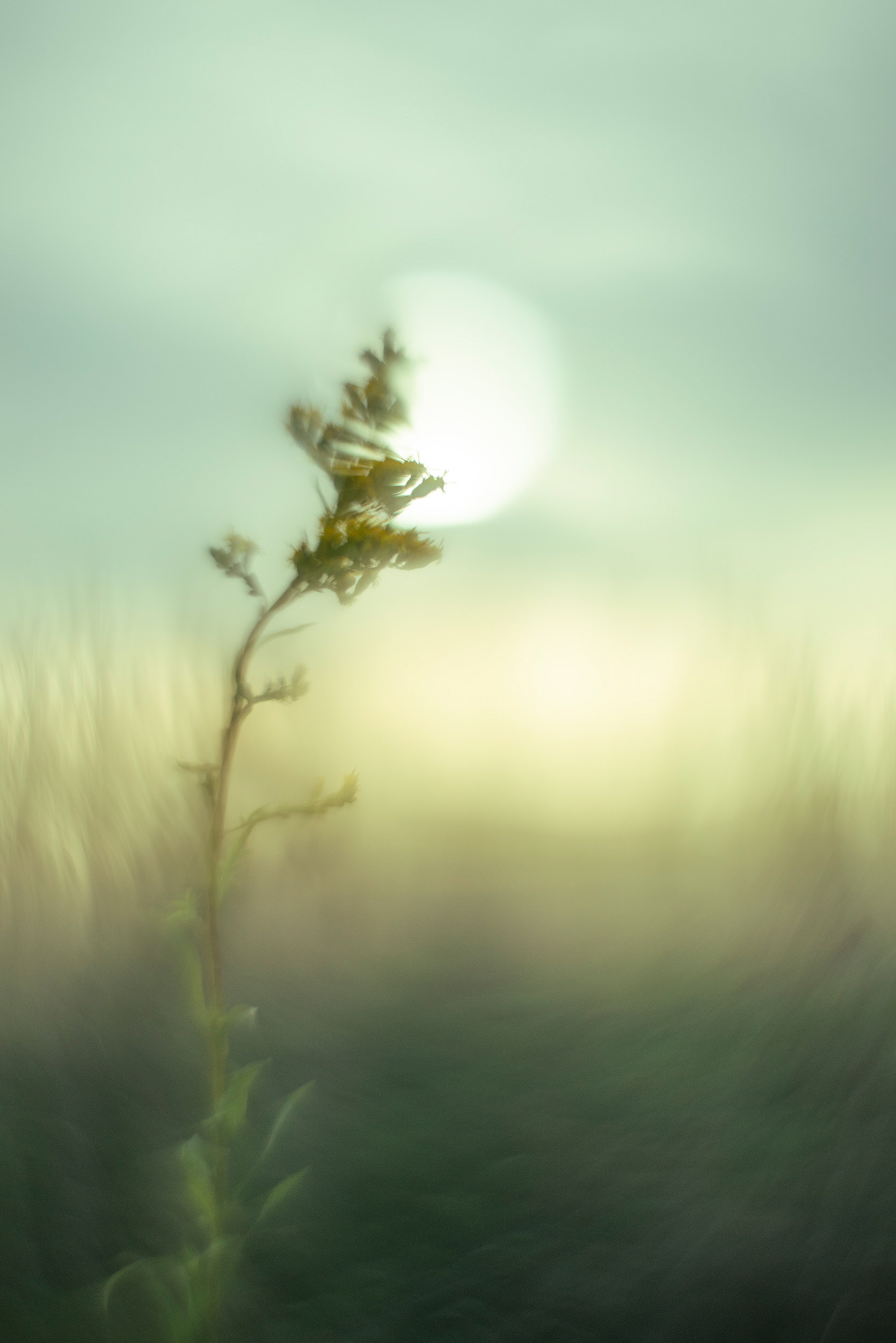 "Gold" - Solidago chilensis, or “Vara de oro”, is an herbaceous perennial plant in the asteraceae family that can reach 1,5m high.