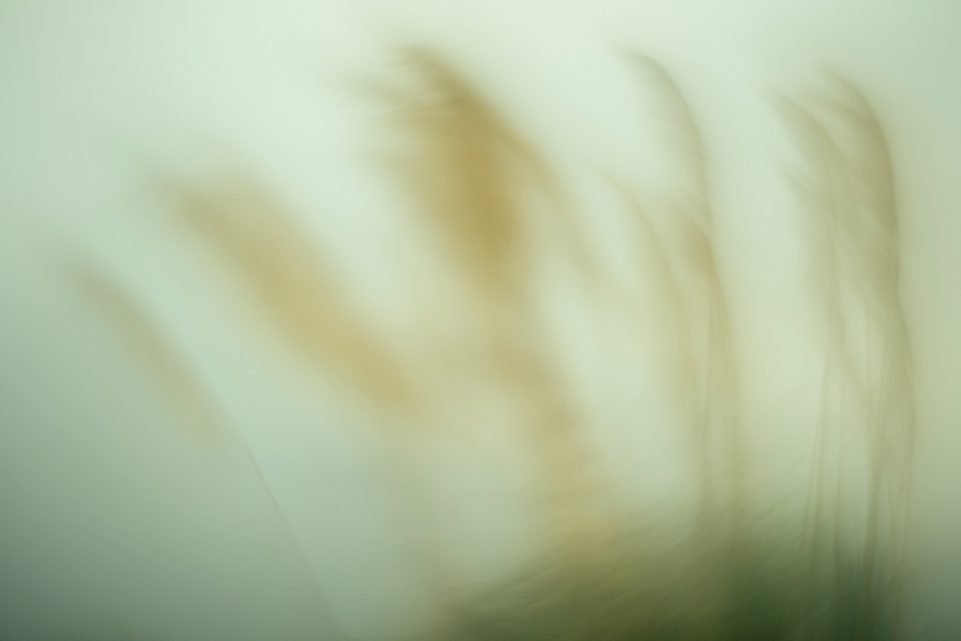 "Silver" - Cortaderia selloana is a flowering plant in the Gramineae family.