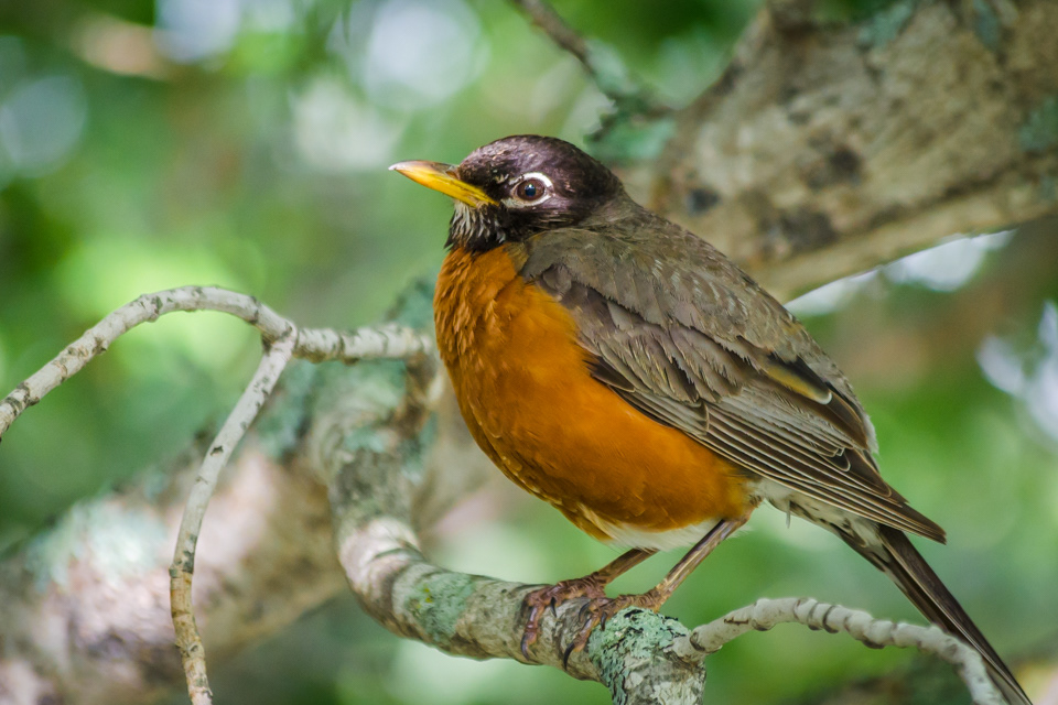American Robin