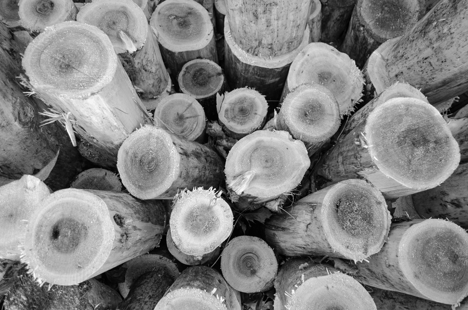 Cedar logs, before they are crafted into buoys by Paul Gallant