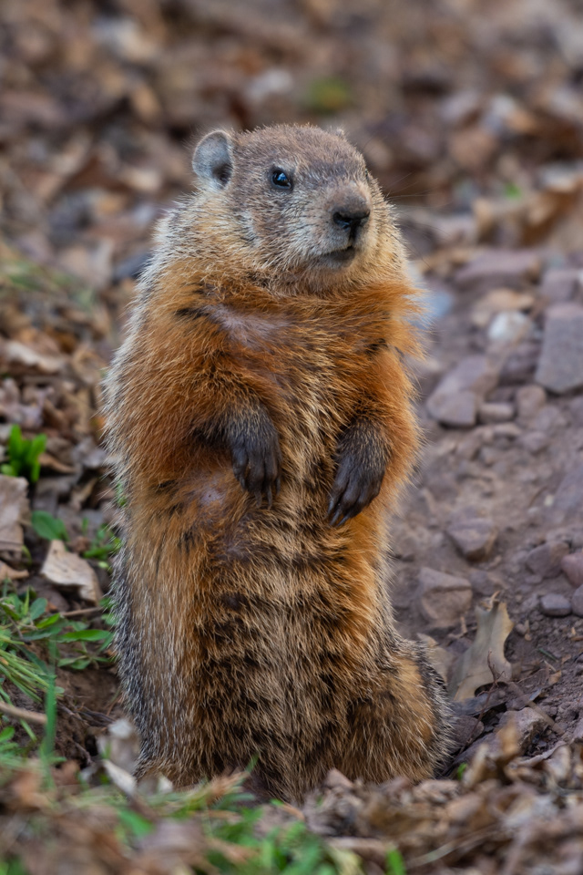 Groundhog