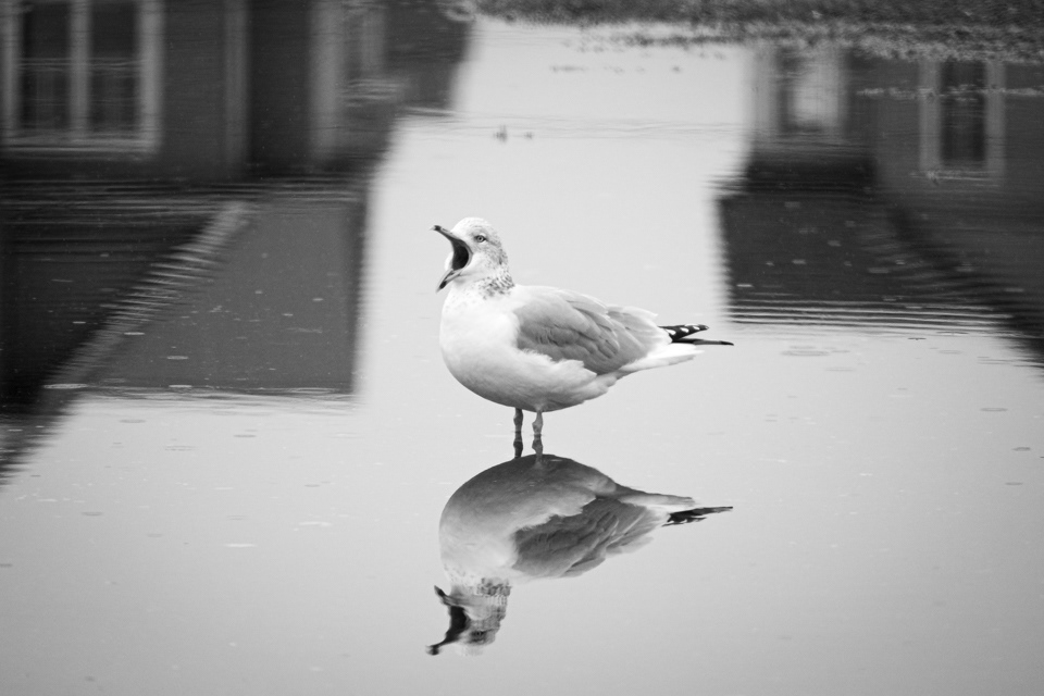 Pointe-du-Chêne, NB
